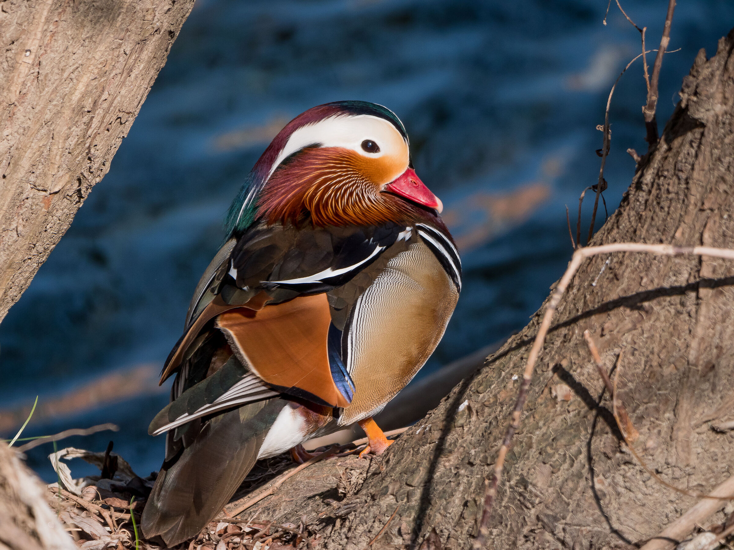 La prima Mandarina del 2021......