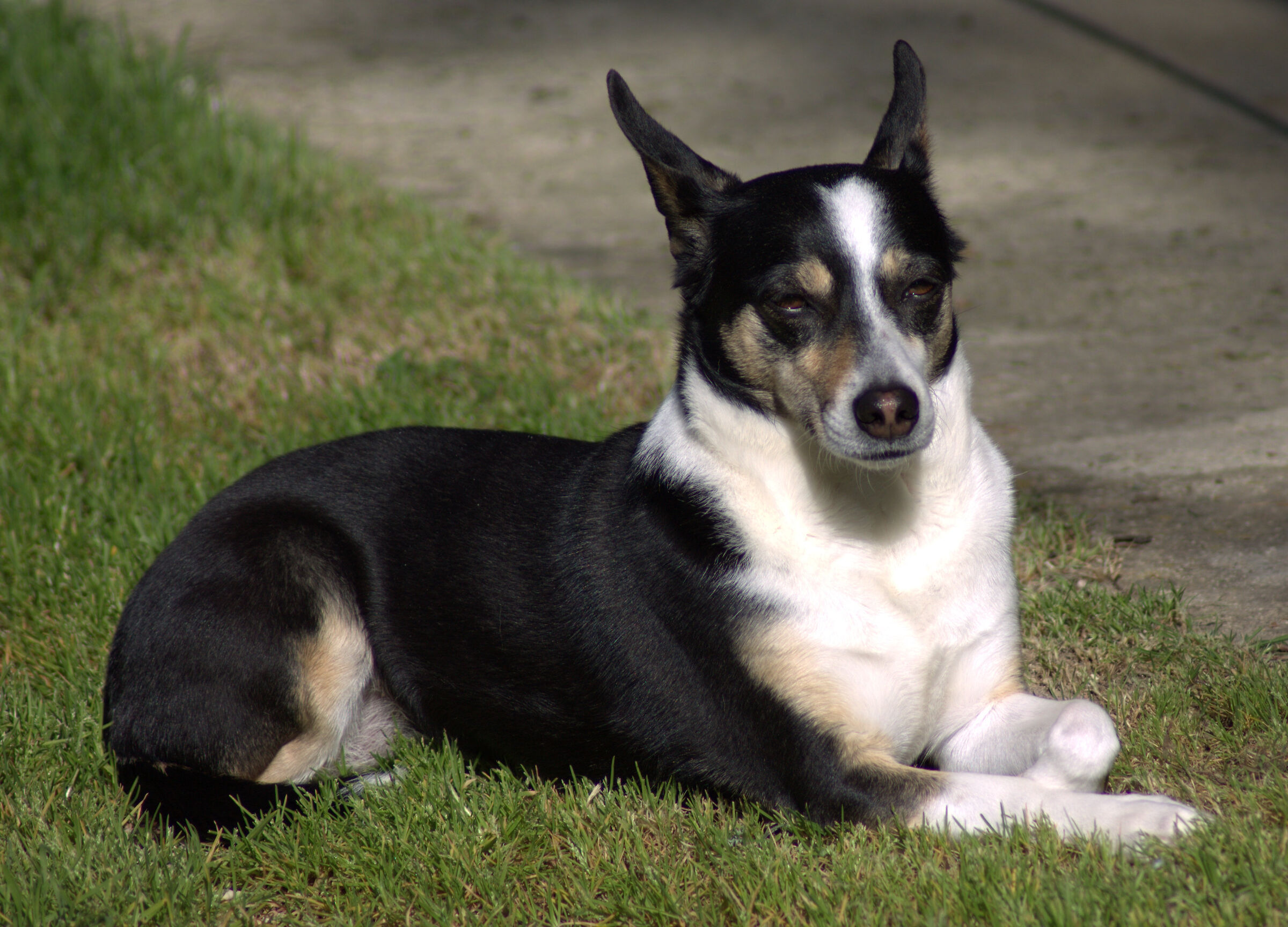 Wally si sente Dobberman