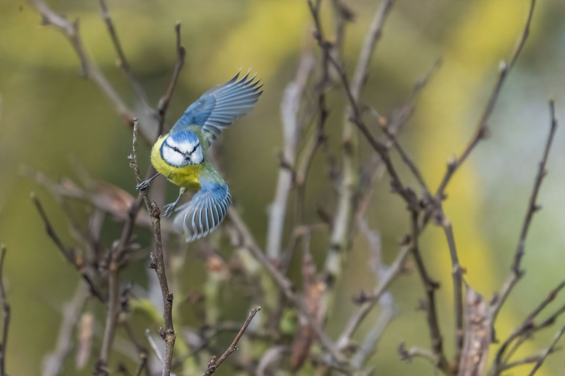 Cinciarella che spicca il volo