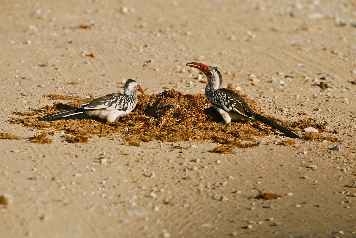 Calao dal becco rosso / Red billed hornbill