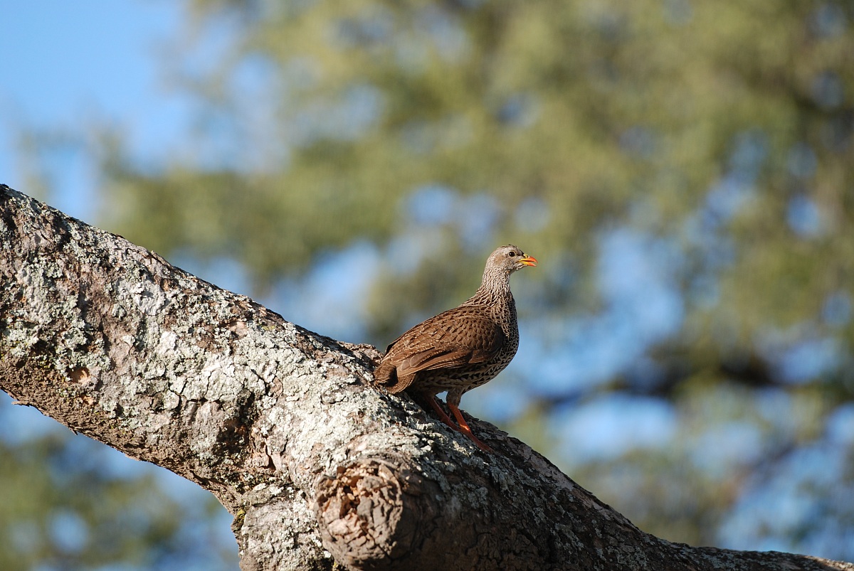 Francolino del Natal