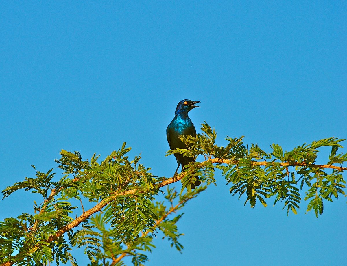 Storno splendido / Cape glossy starling.  Lamprotornis