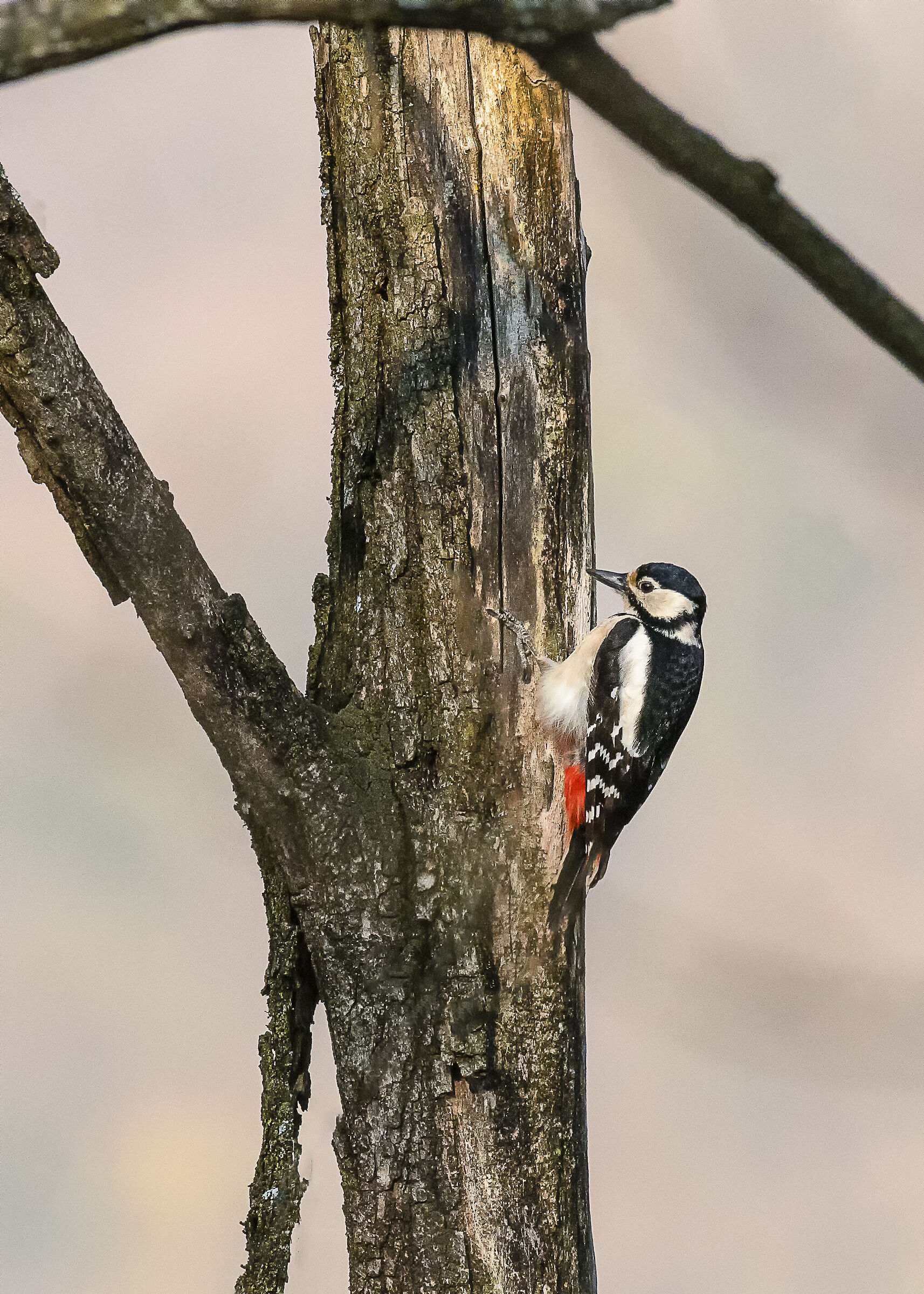 Greater Red Woodpecker