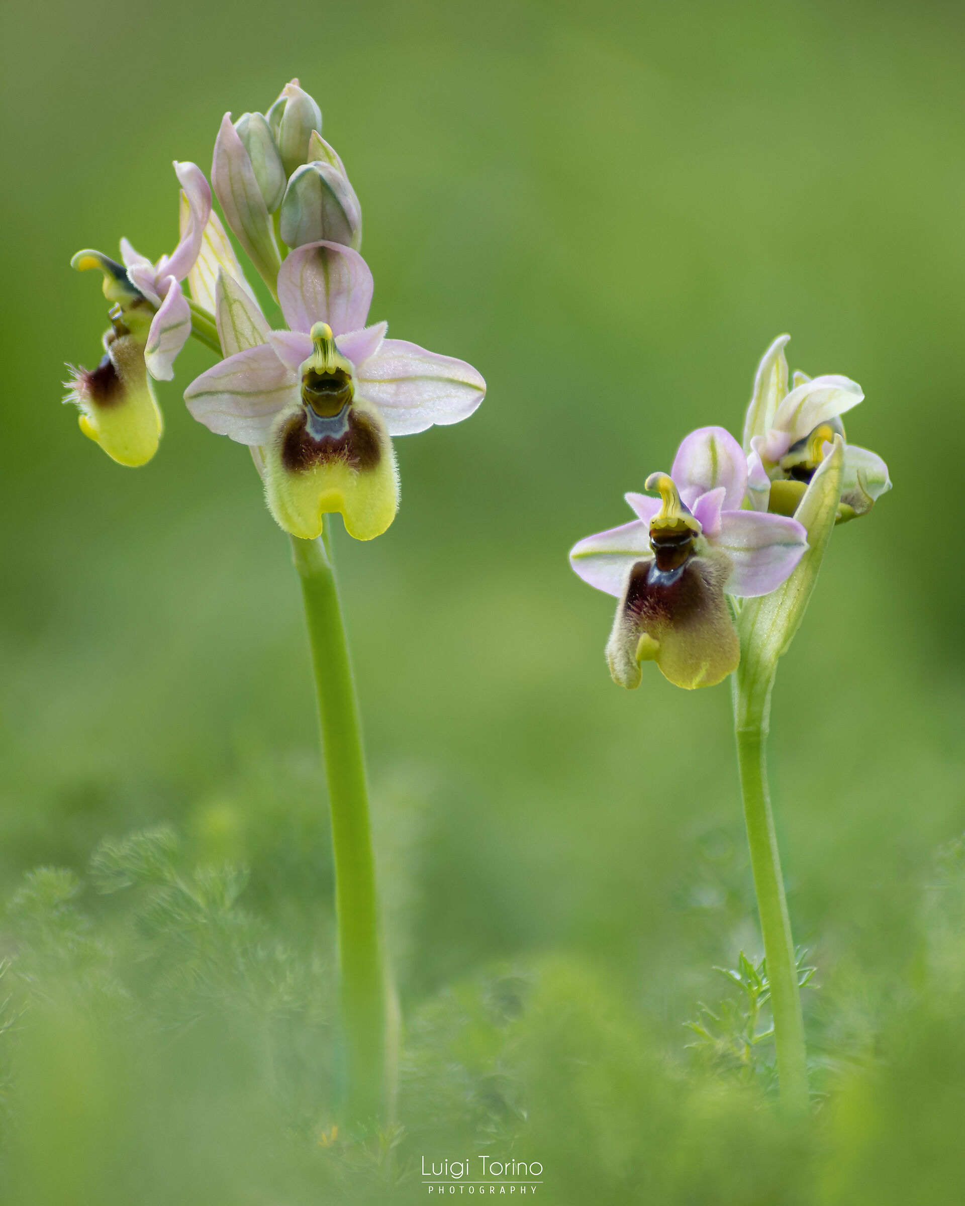Ophrys tenthredinifera 1