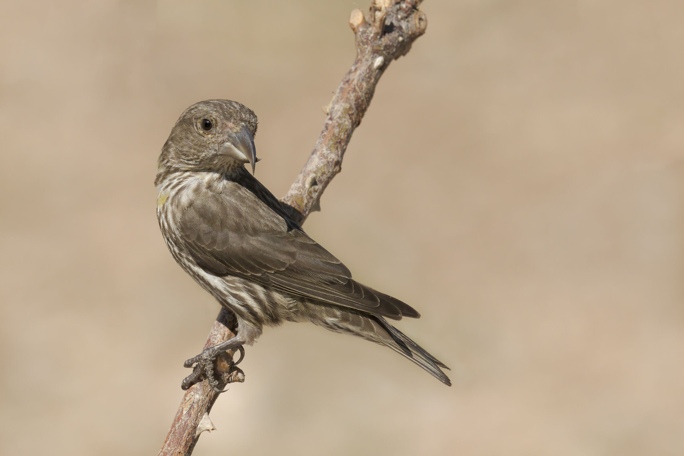 Cruises (Loxia curvirostra)