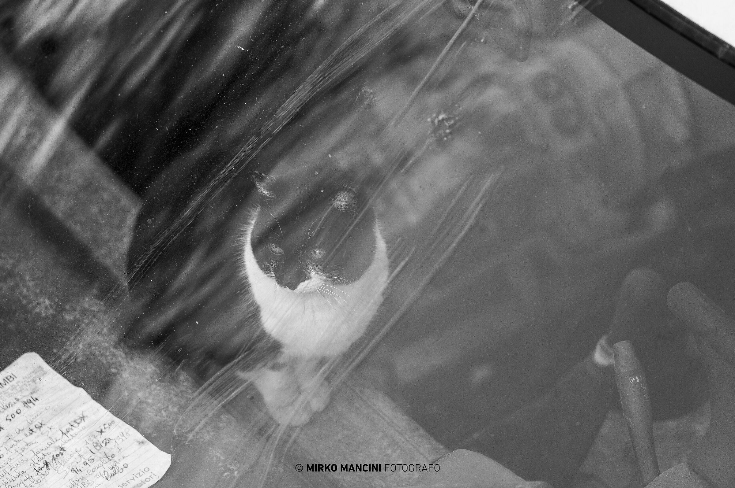 Il gatto del meccanico