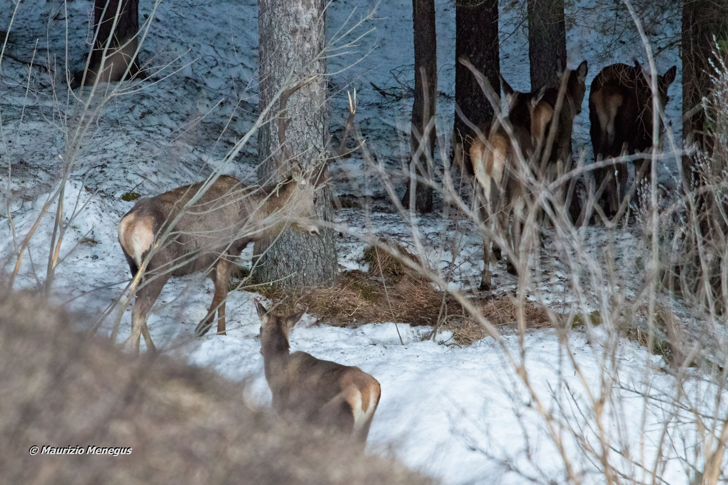 Il ritorno nel bosco