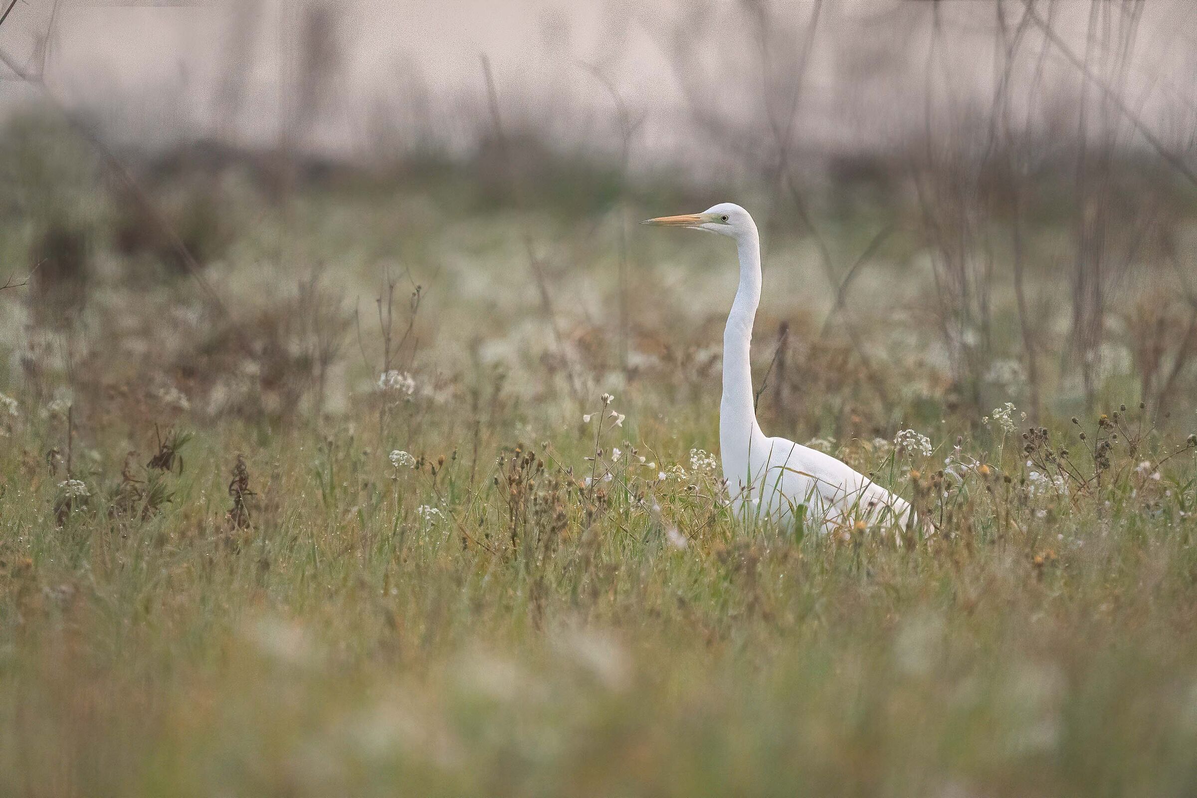 Ardea alba
