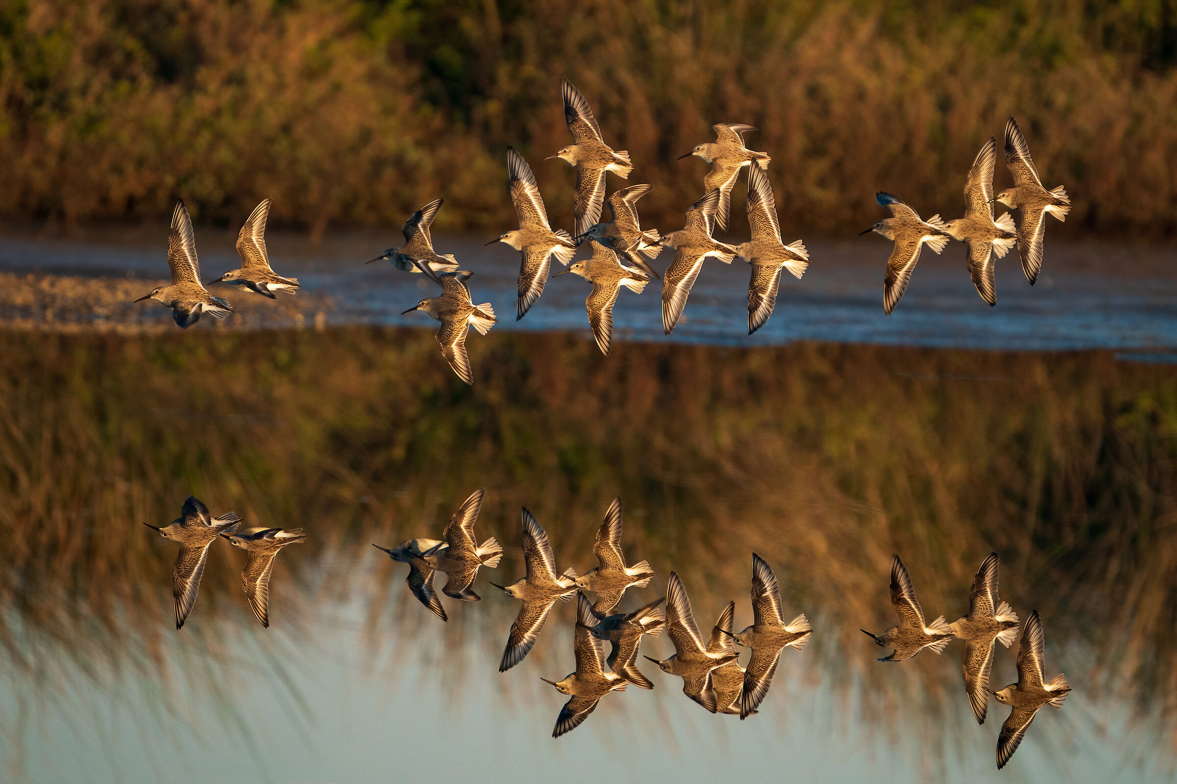 Il volo dei piovanelli all'alba - Piovanelli pancianera