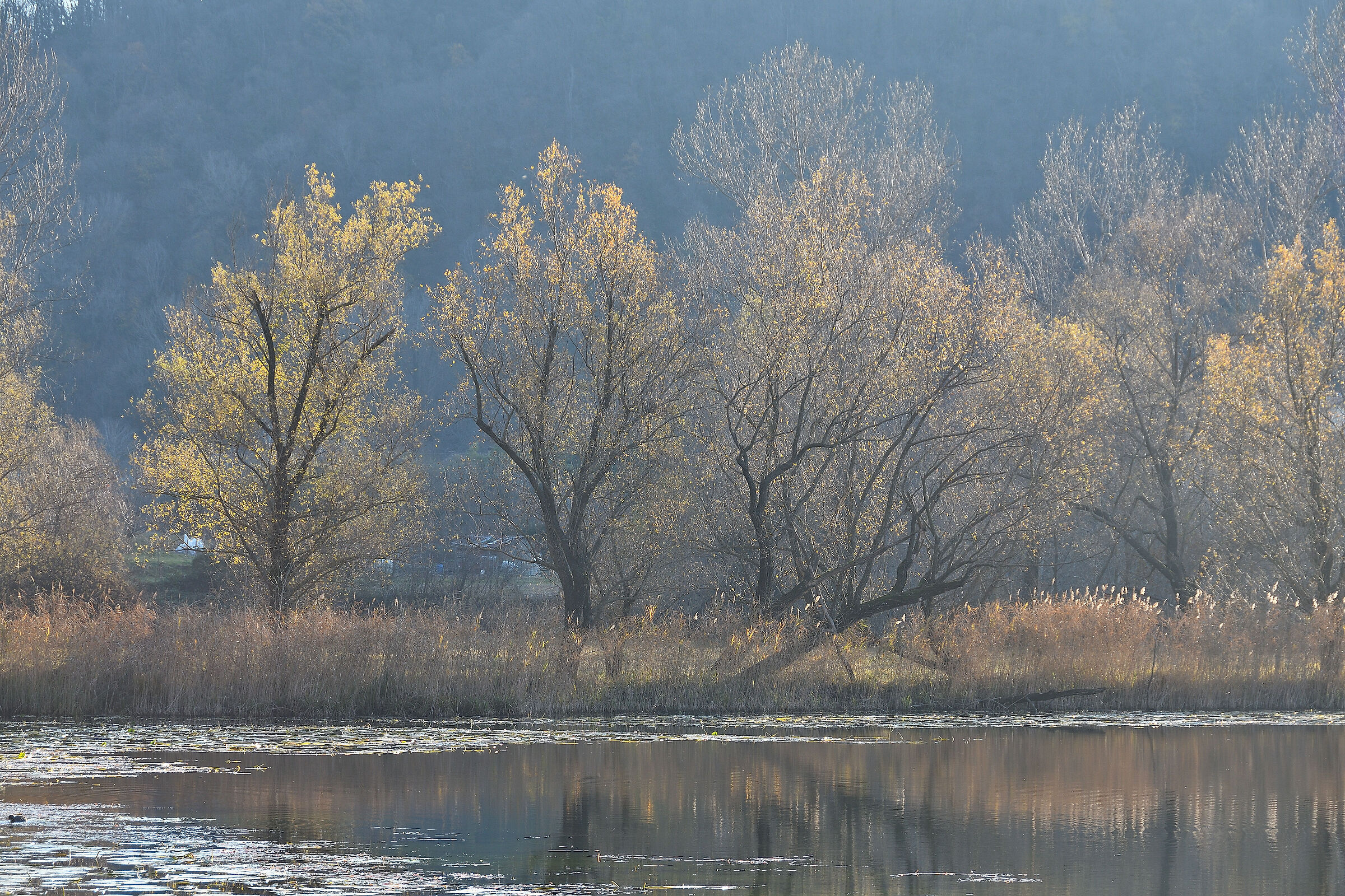 Gli alberi del lago
