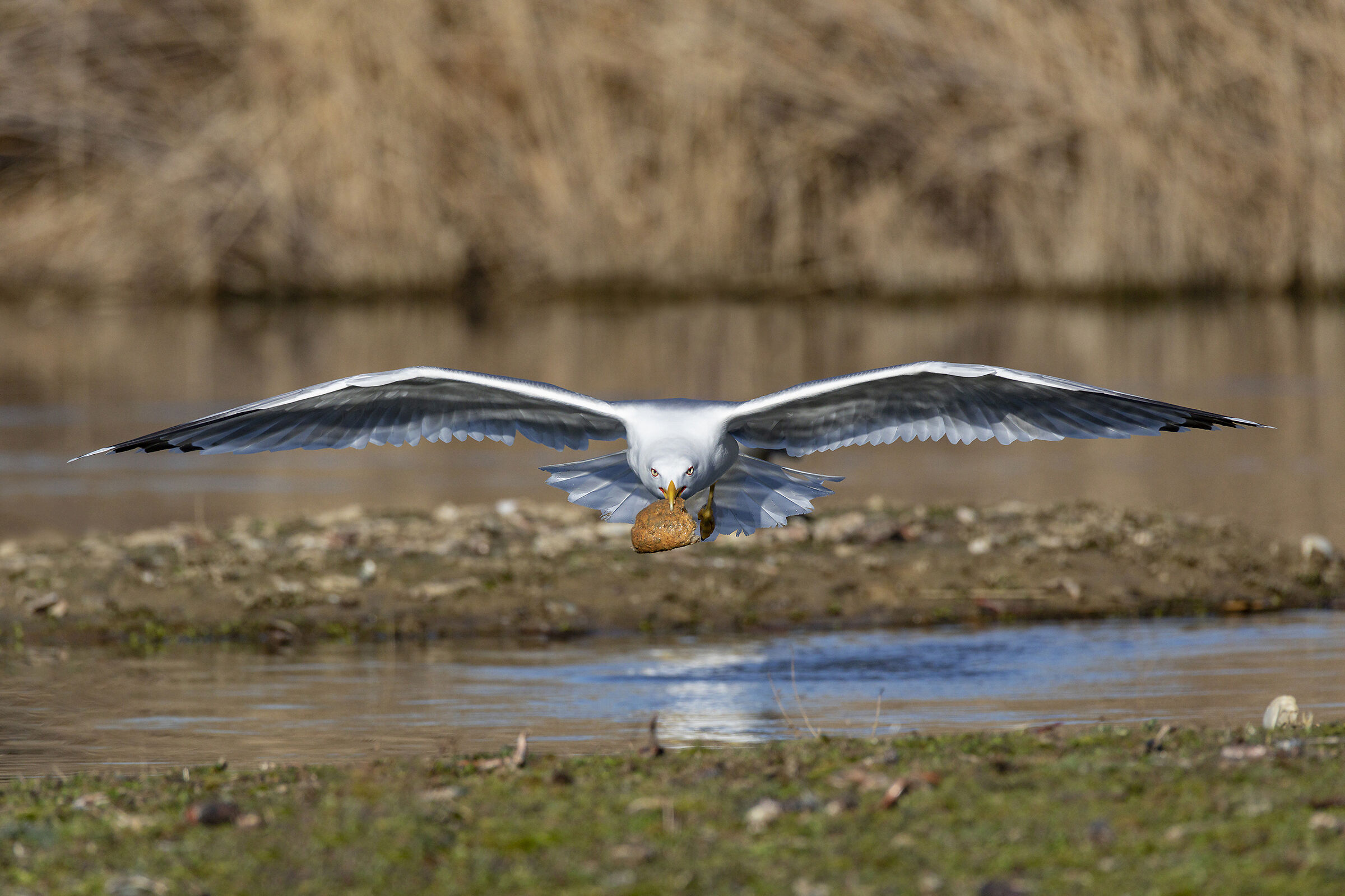Il gabbiano paninaro