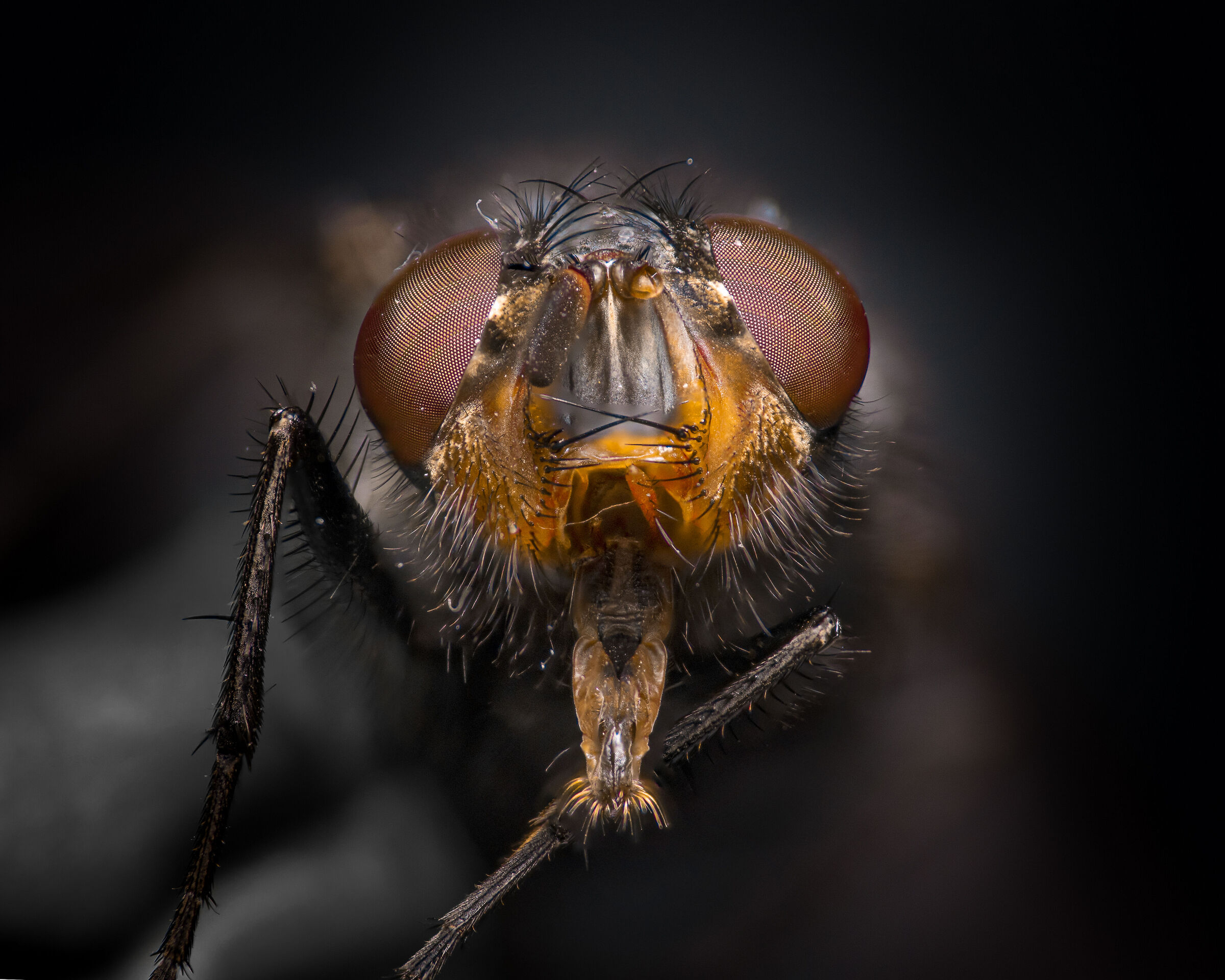 Fly Portrait