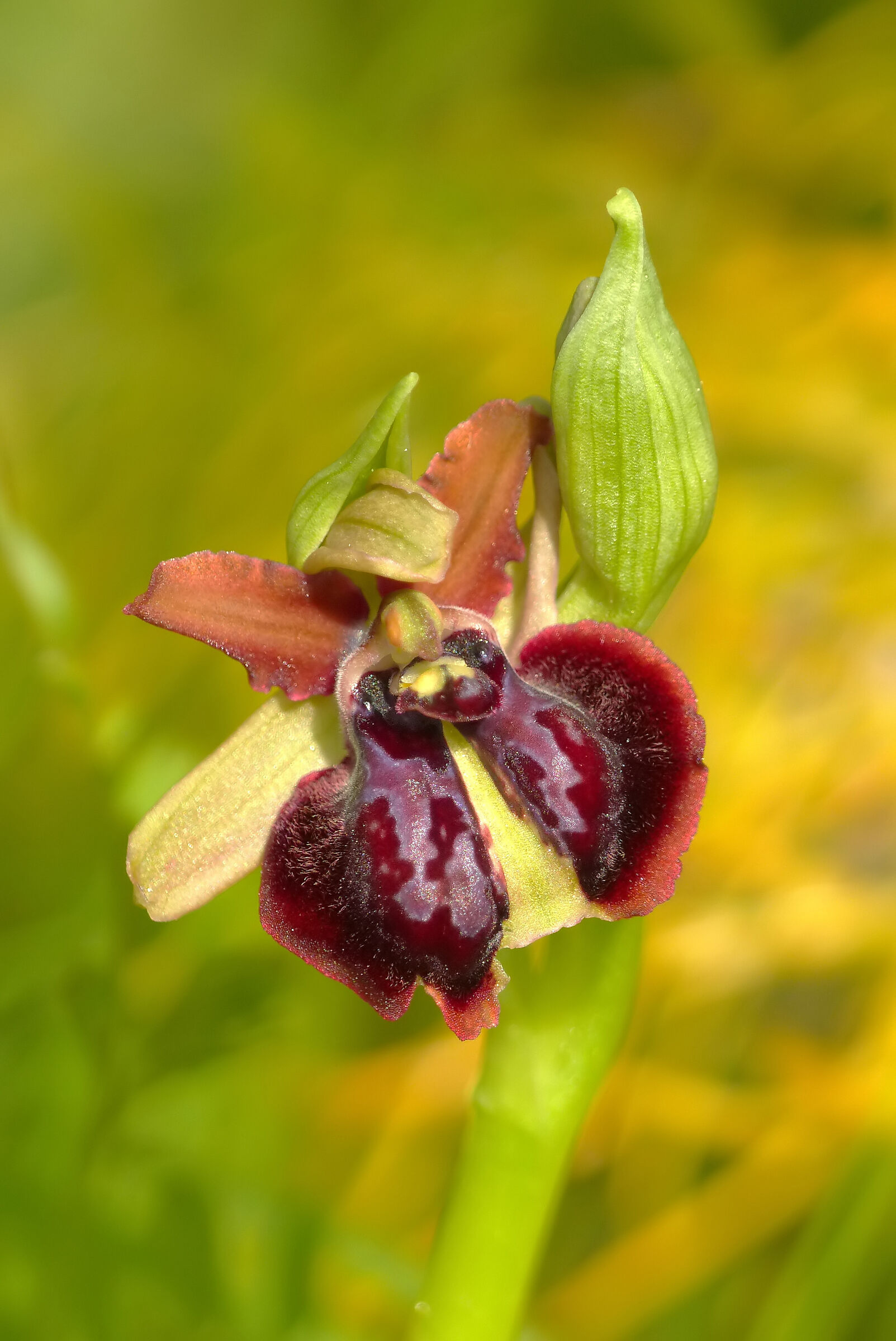 Ophrys garganica