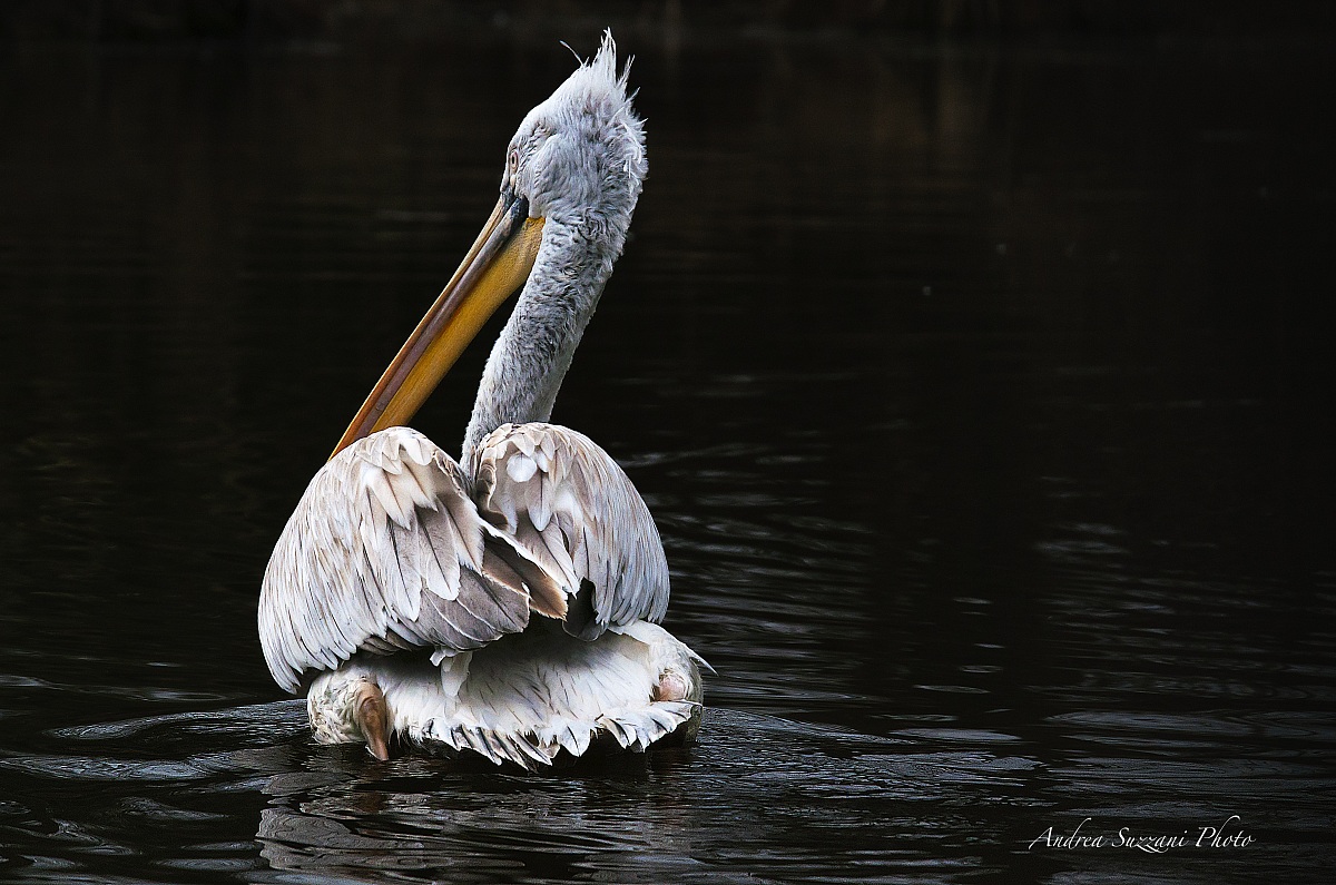 Pelican Riccio