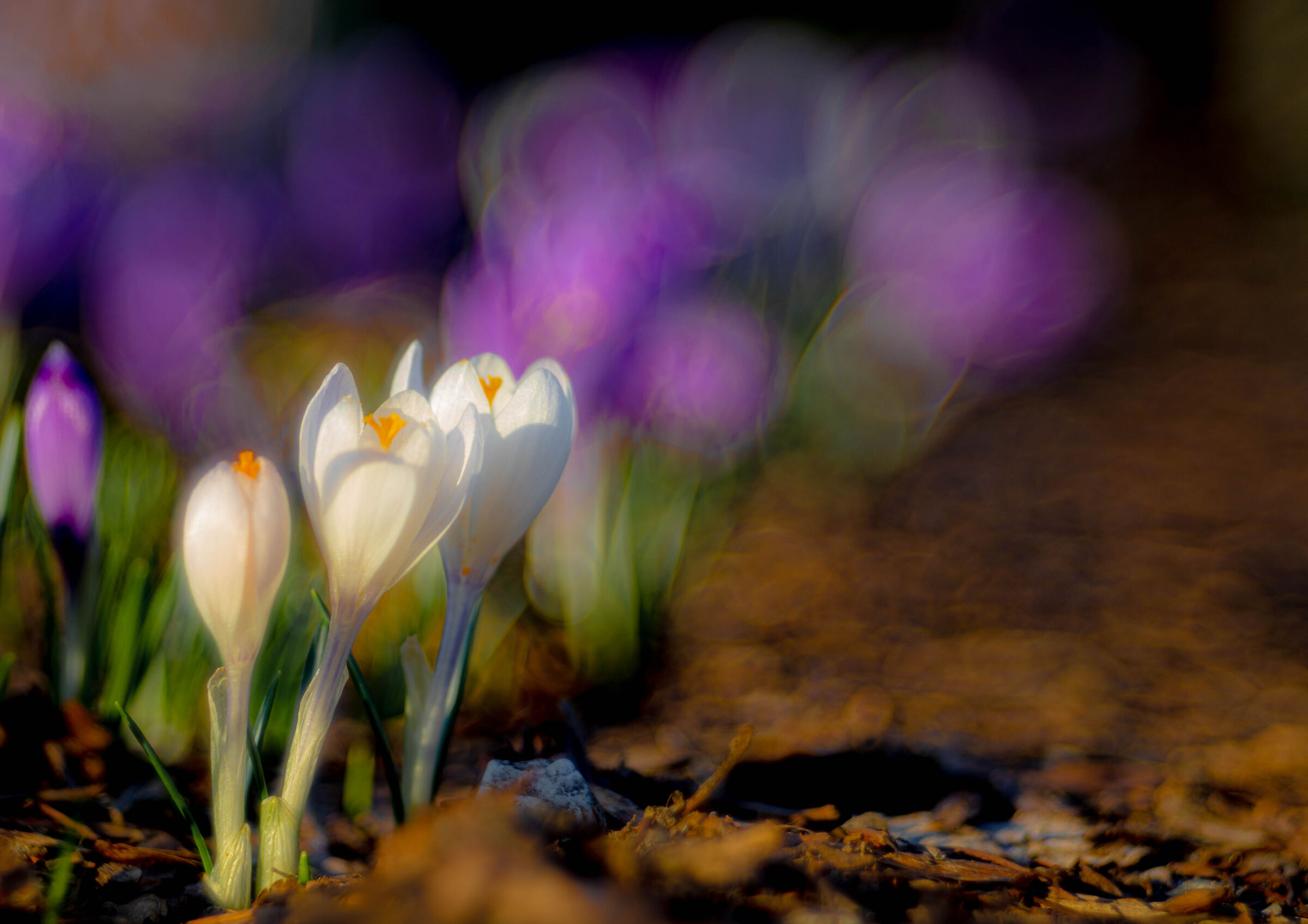 Crocus