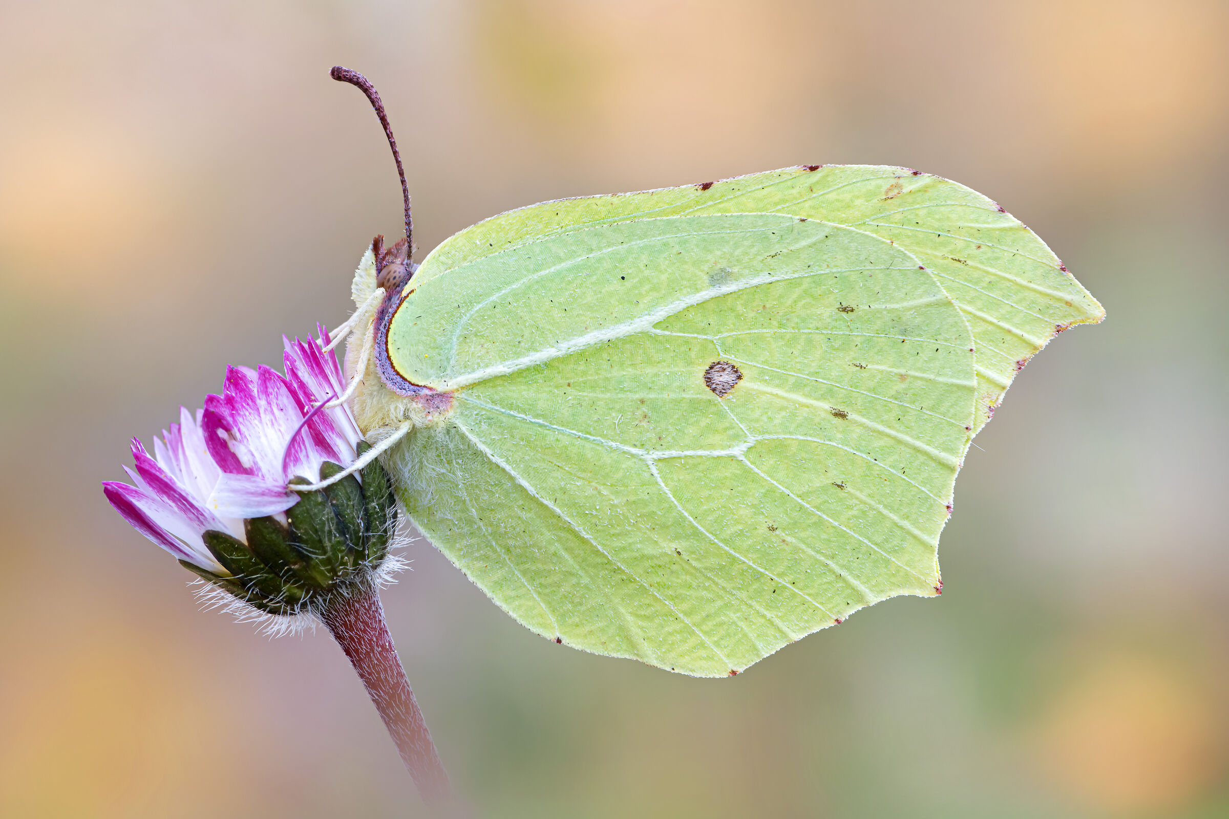 Gonepteryx rhamni (Linnaeus, 1758)