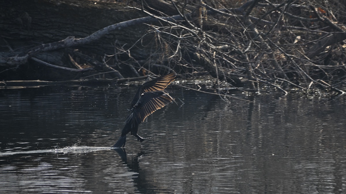 Cormorano che frena con la coda