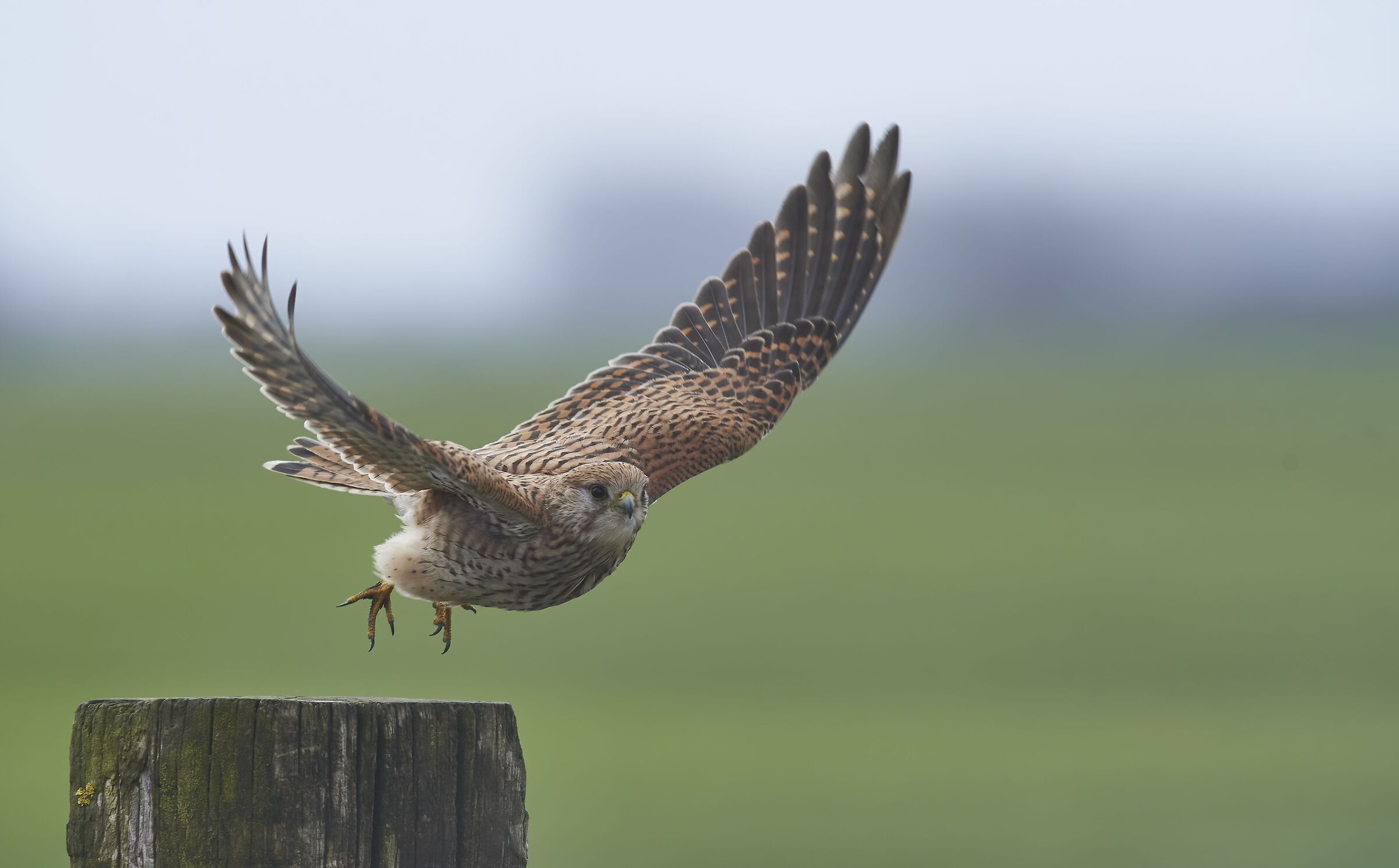 Gheppio europeo