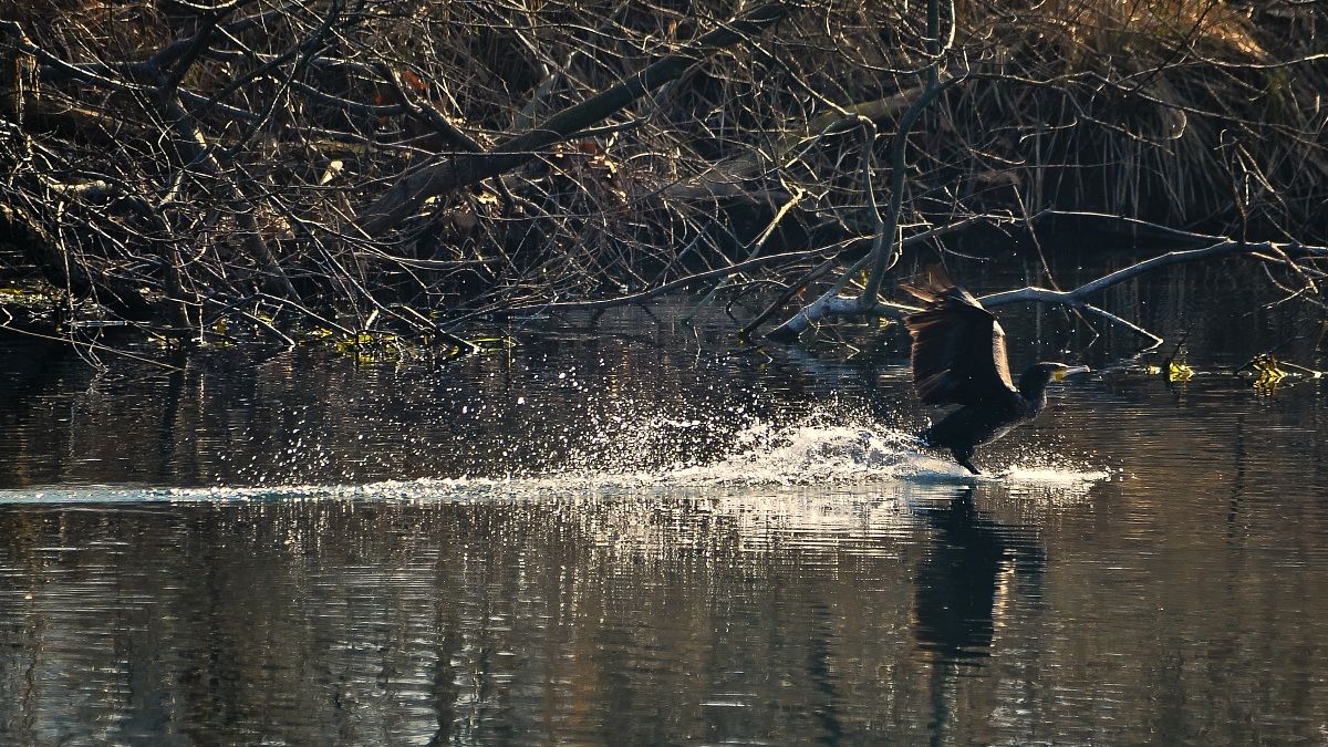 Cormorano Sci Nautico