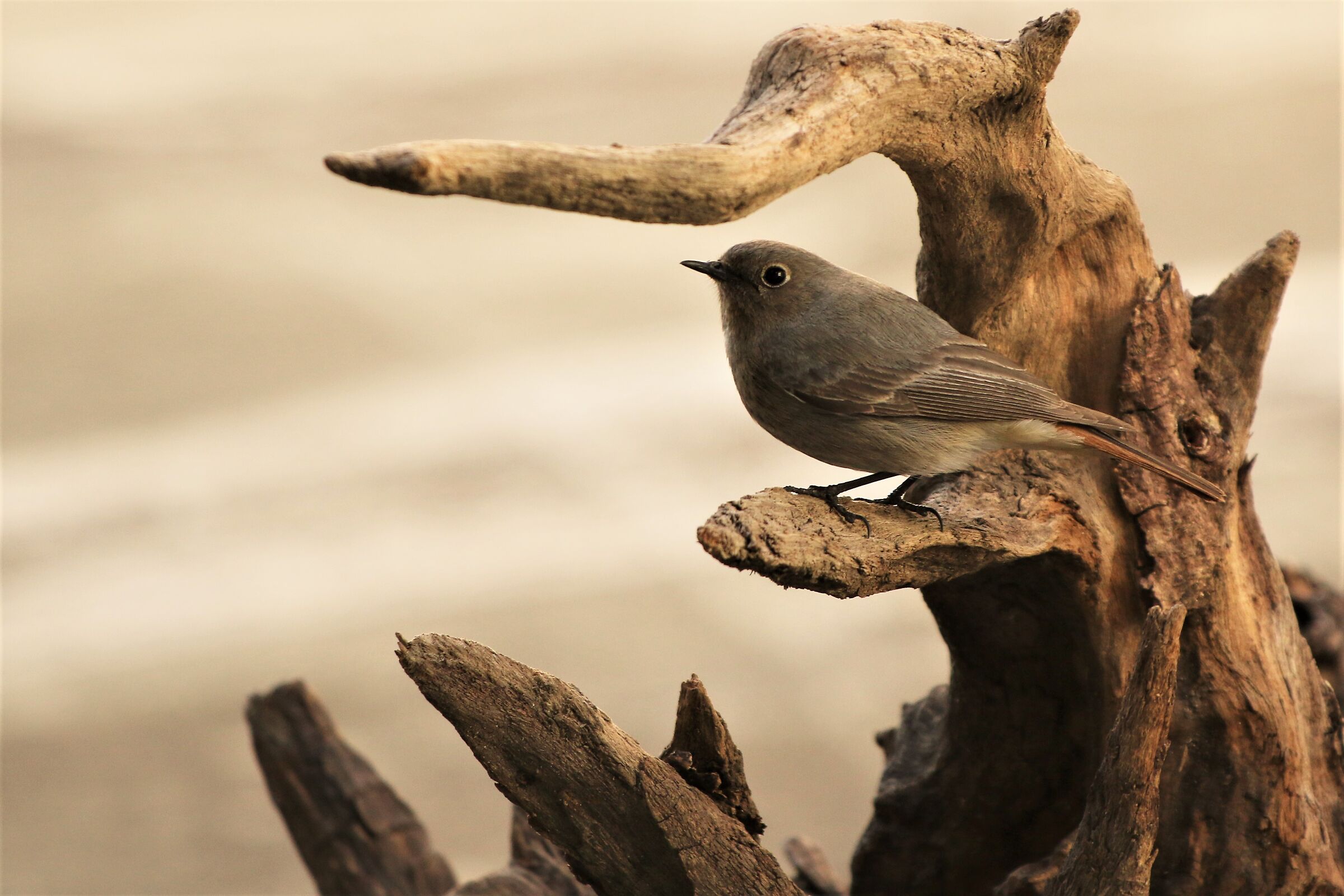 codirosso fireplace sweep