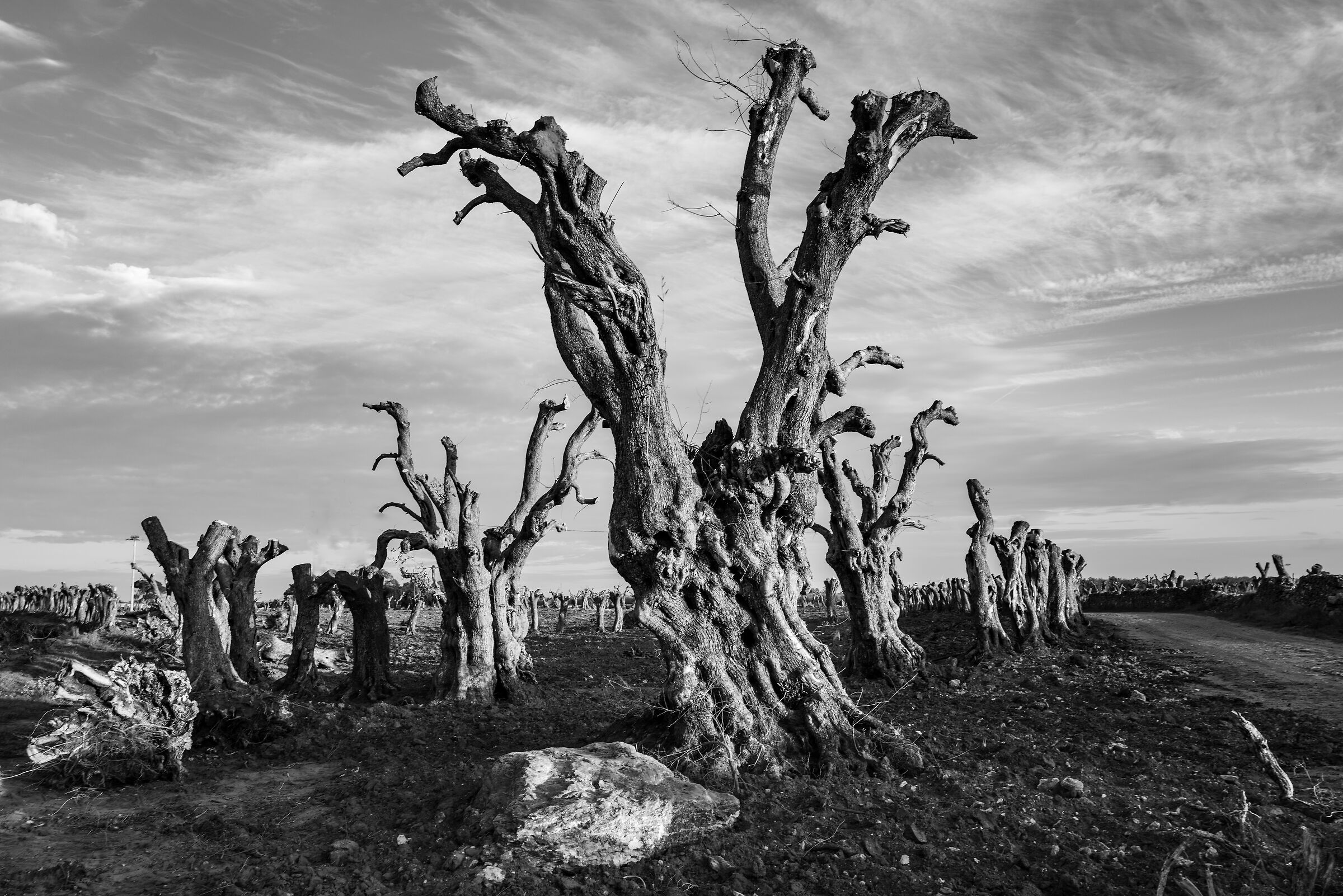 Il cimitero degli ulivi