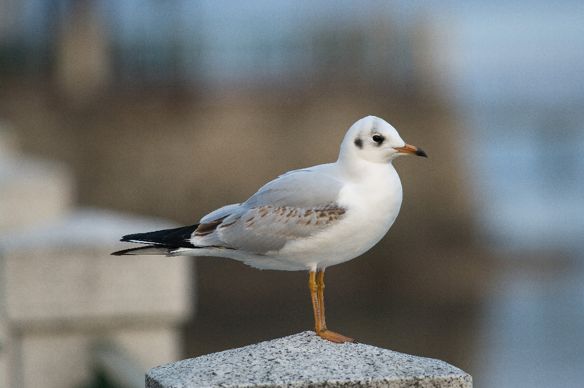 Gull male with winter plumage