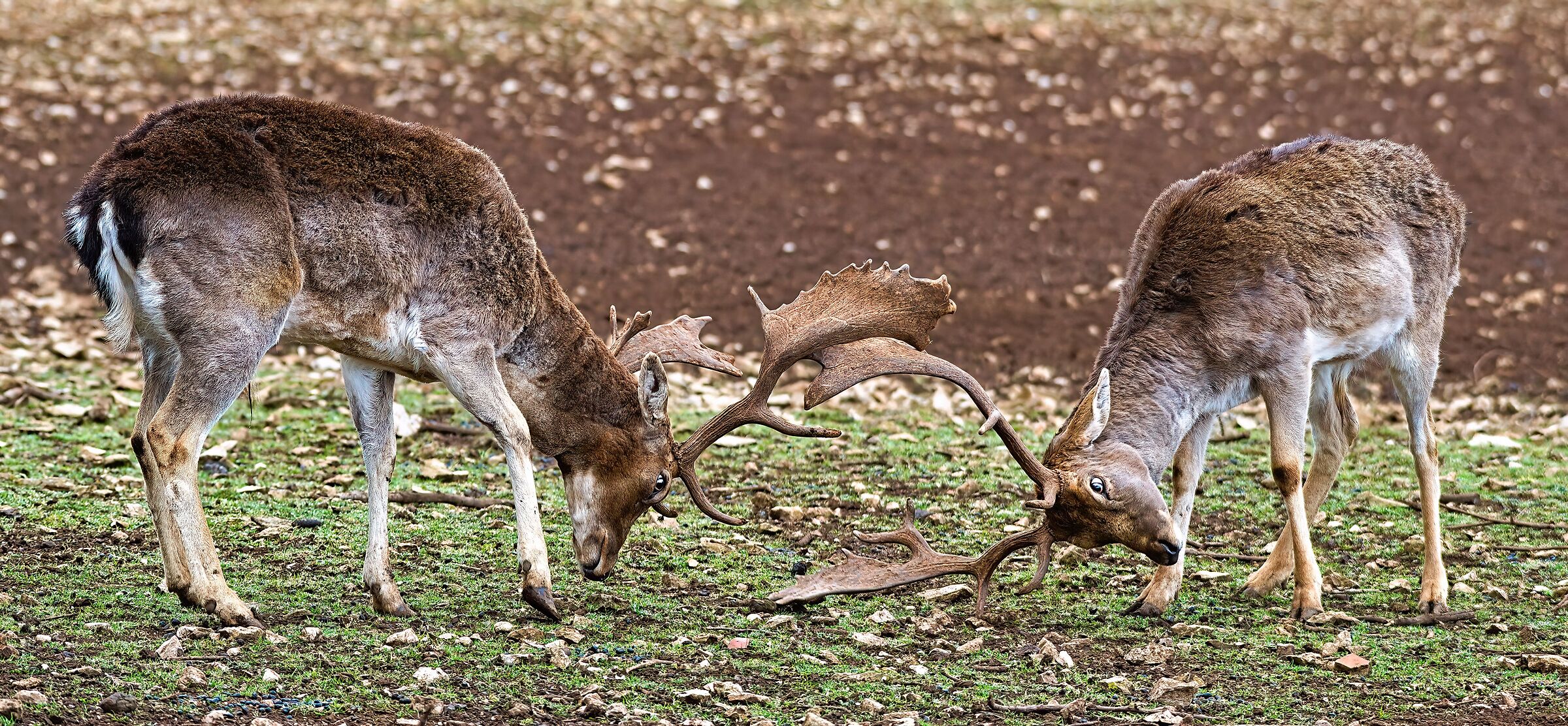 Daini, fight for survival