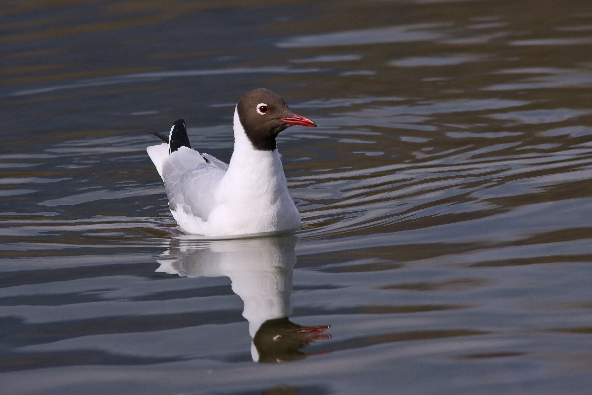 Gull male livery summer