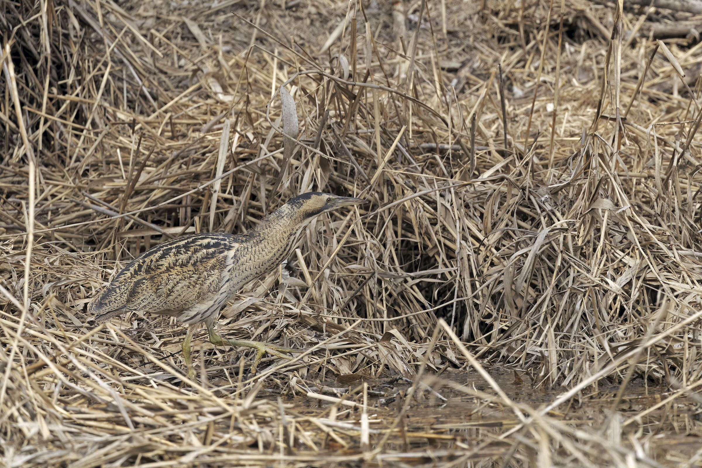 Il mimetico Tarabuso