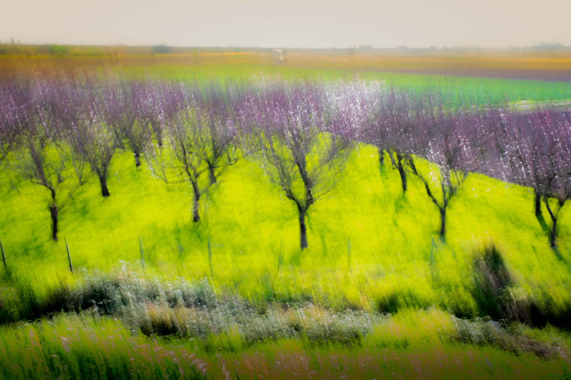 Scent of Spring