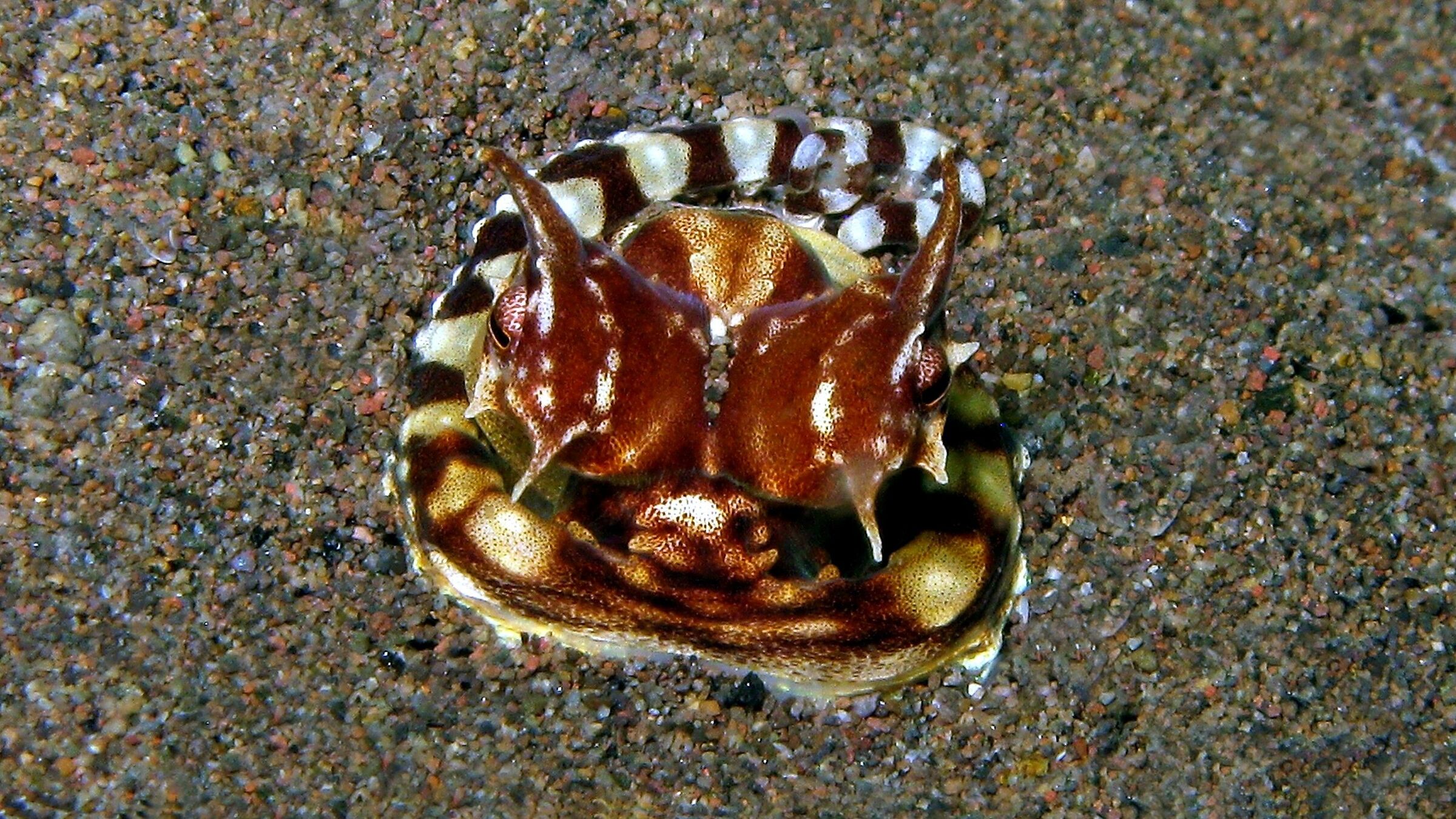 Mimic octopus