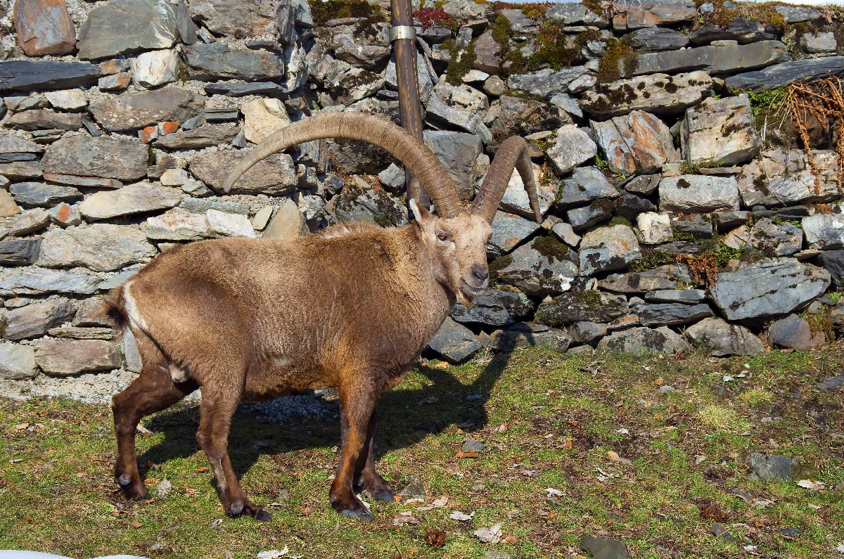 quanto sono pesanti quelle corna
