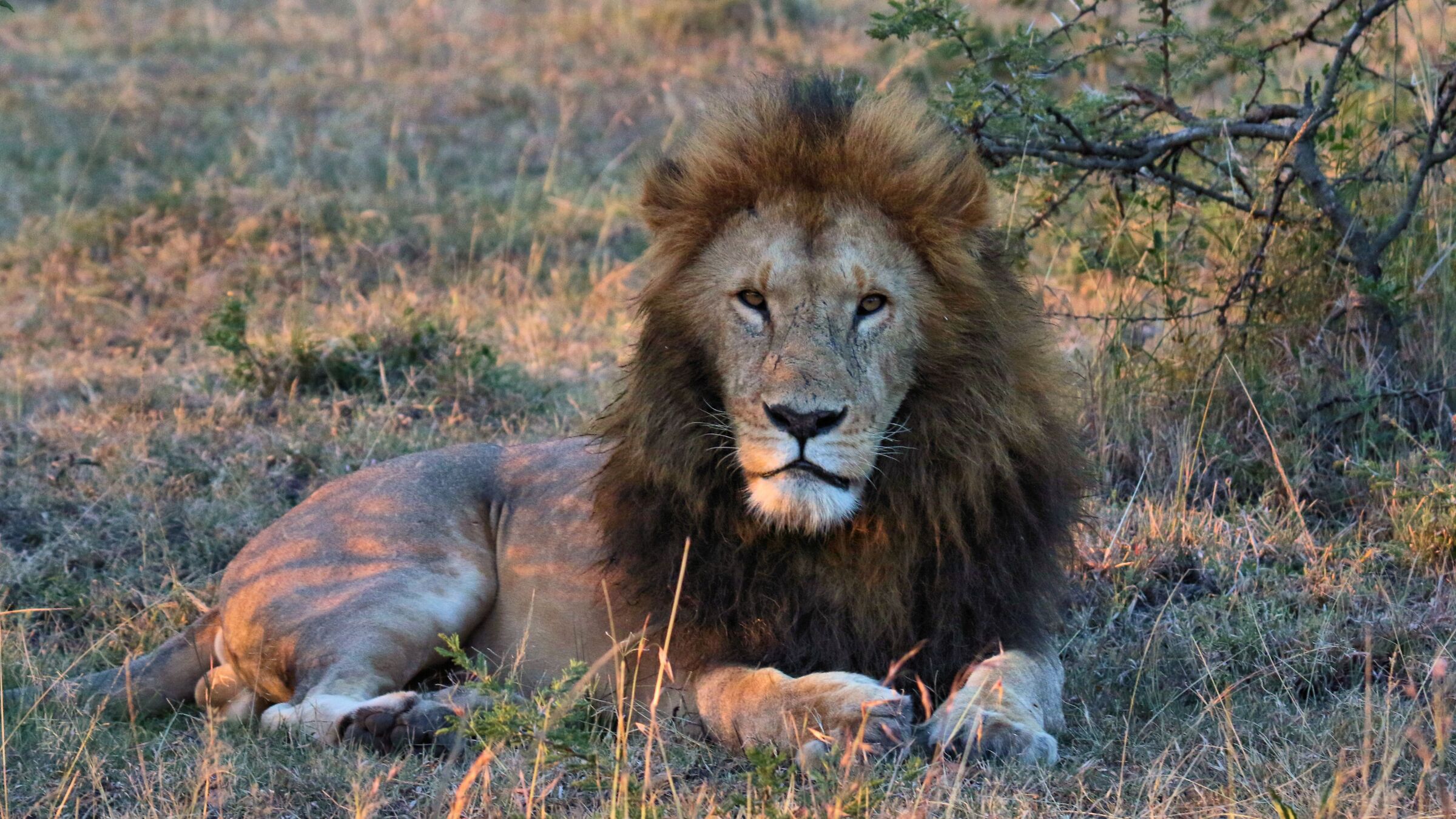 Il Re della Conservancy