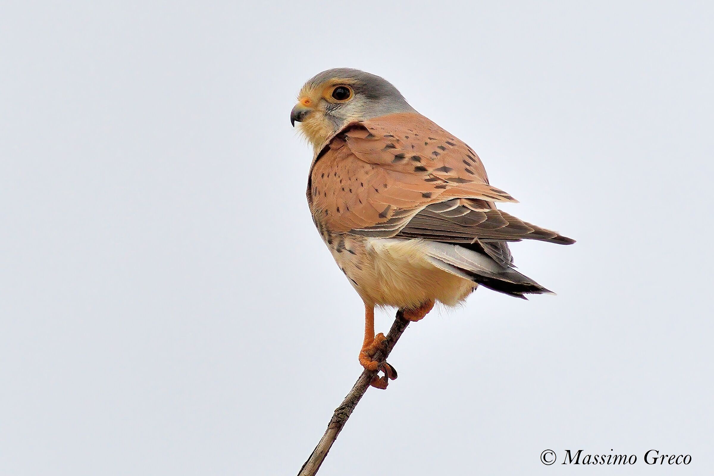 Kestrel
