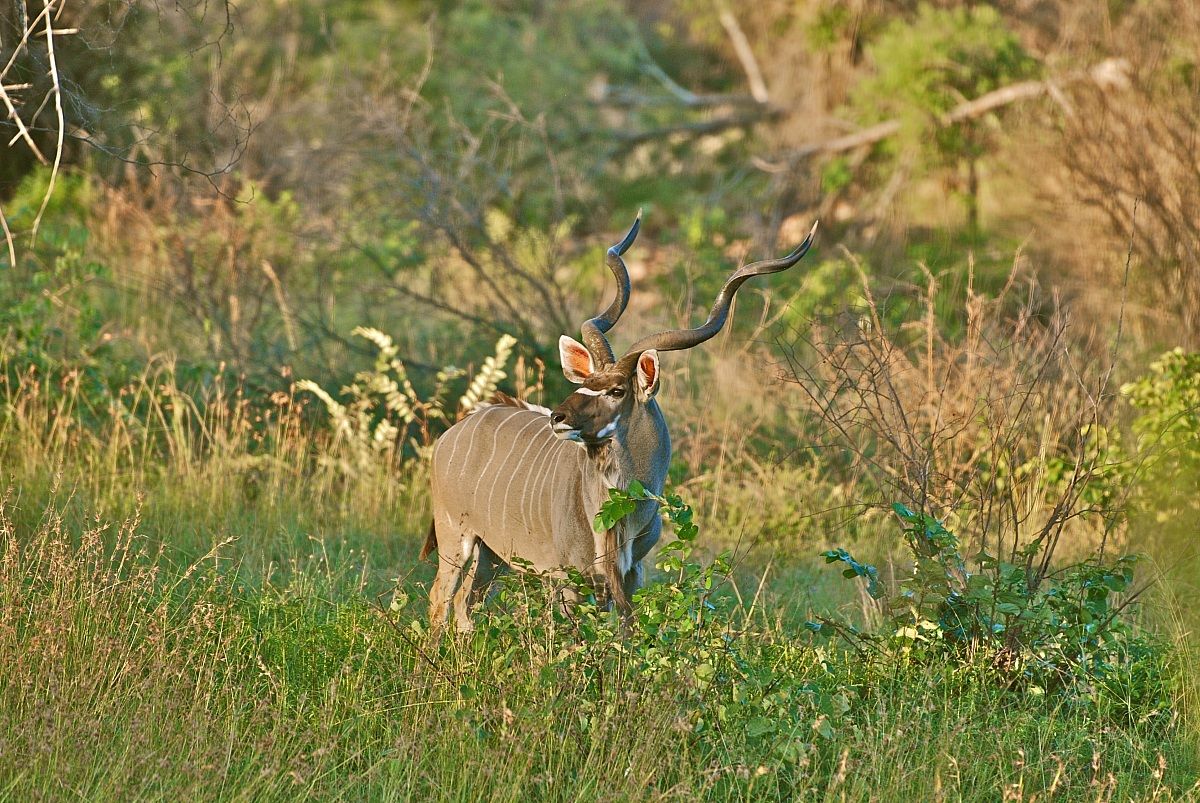 Kudu Maschio.