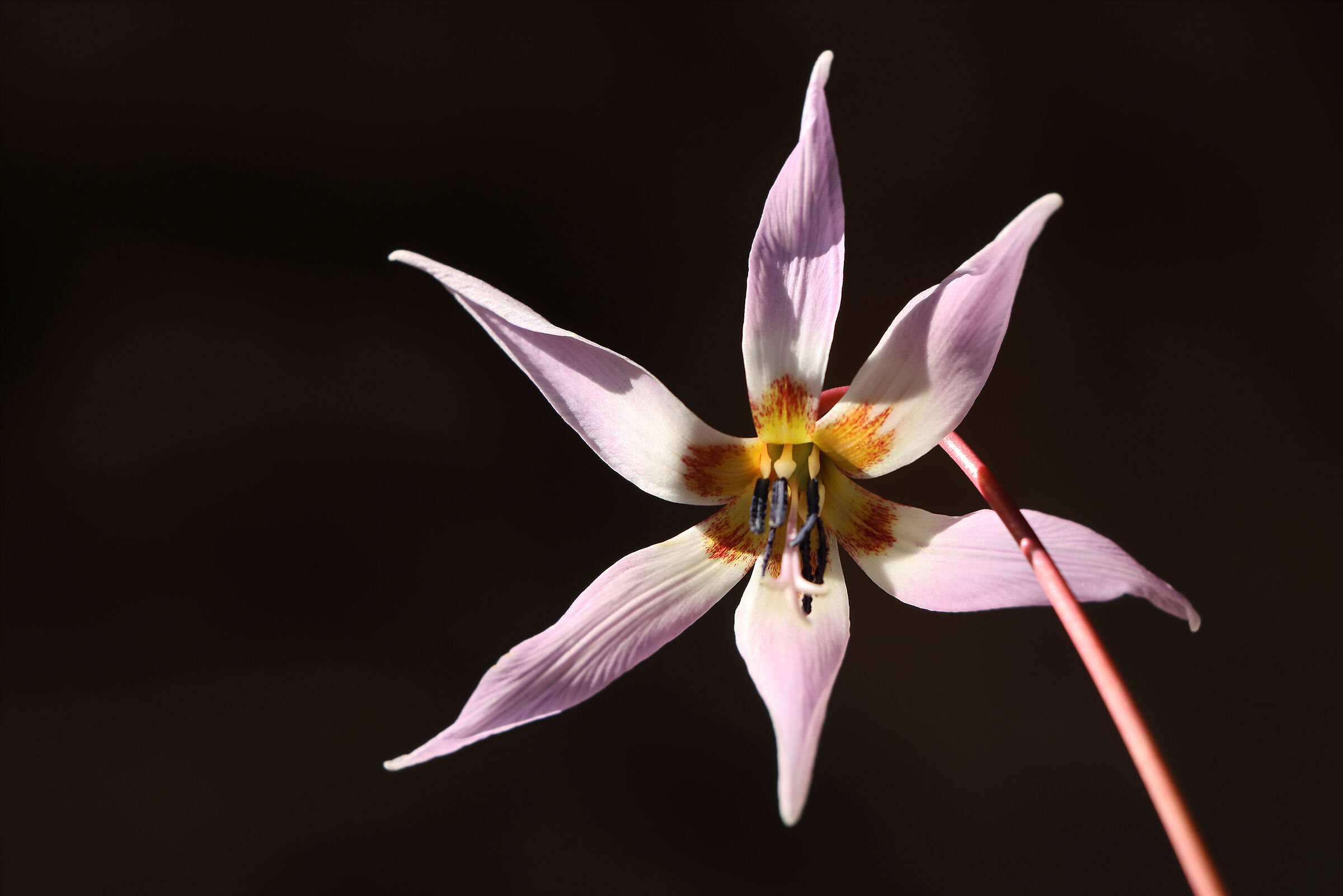 Erythronium