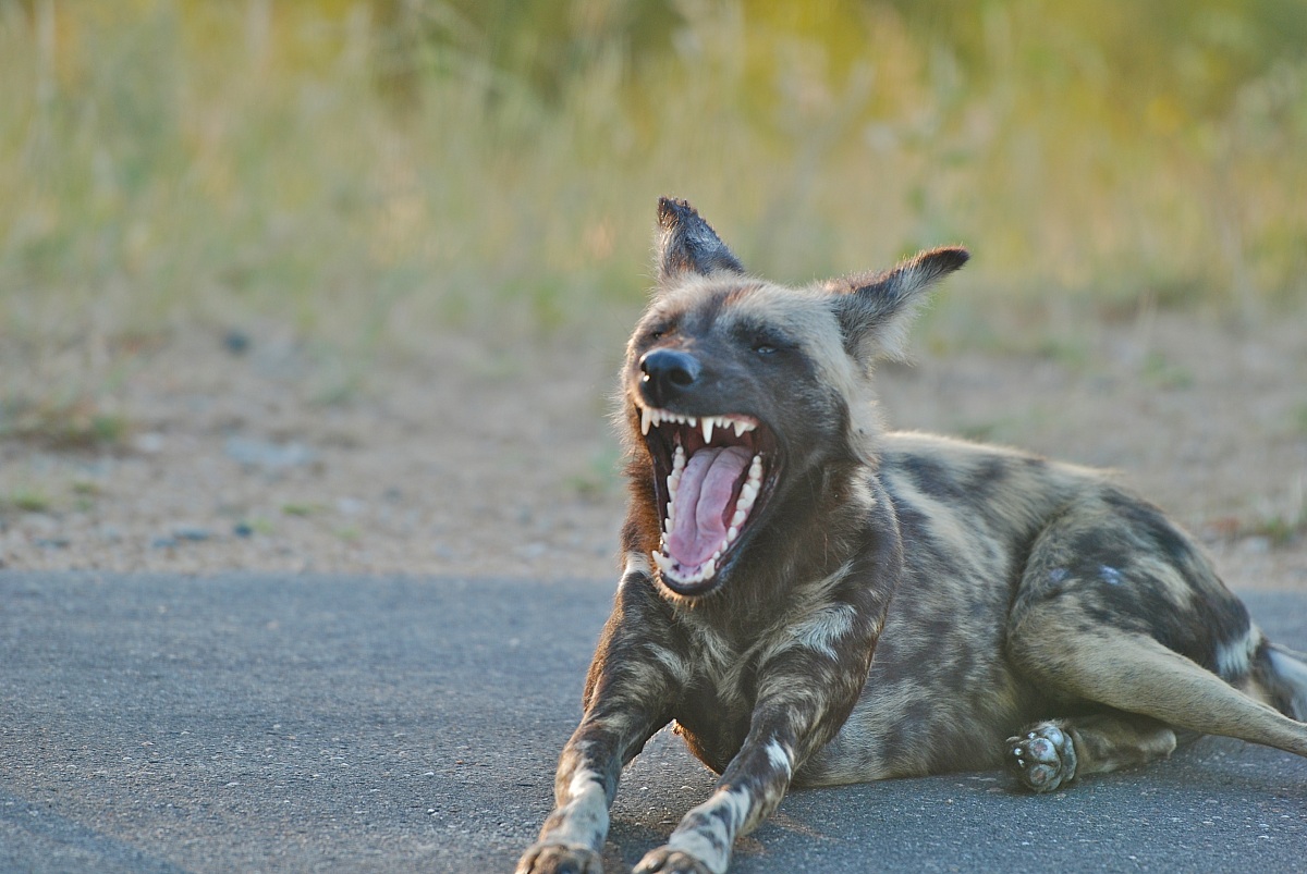 Licaone - African Wilde dog / Lycaon pictus