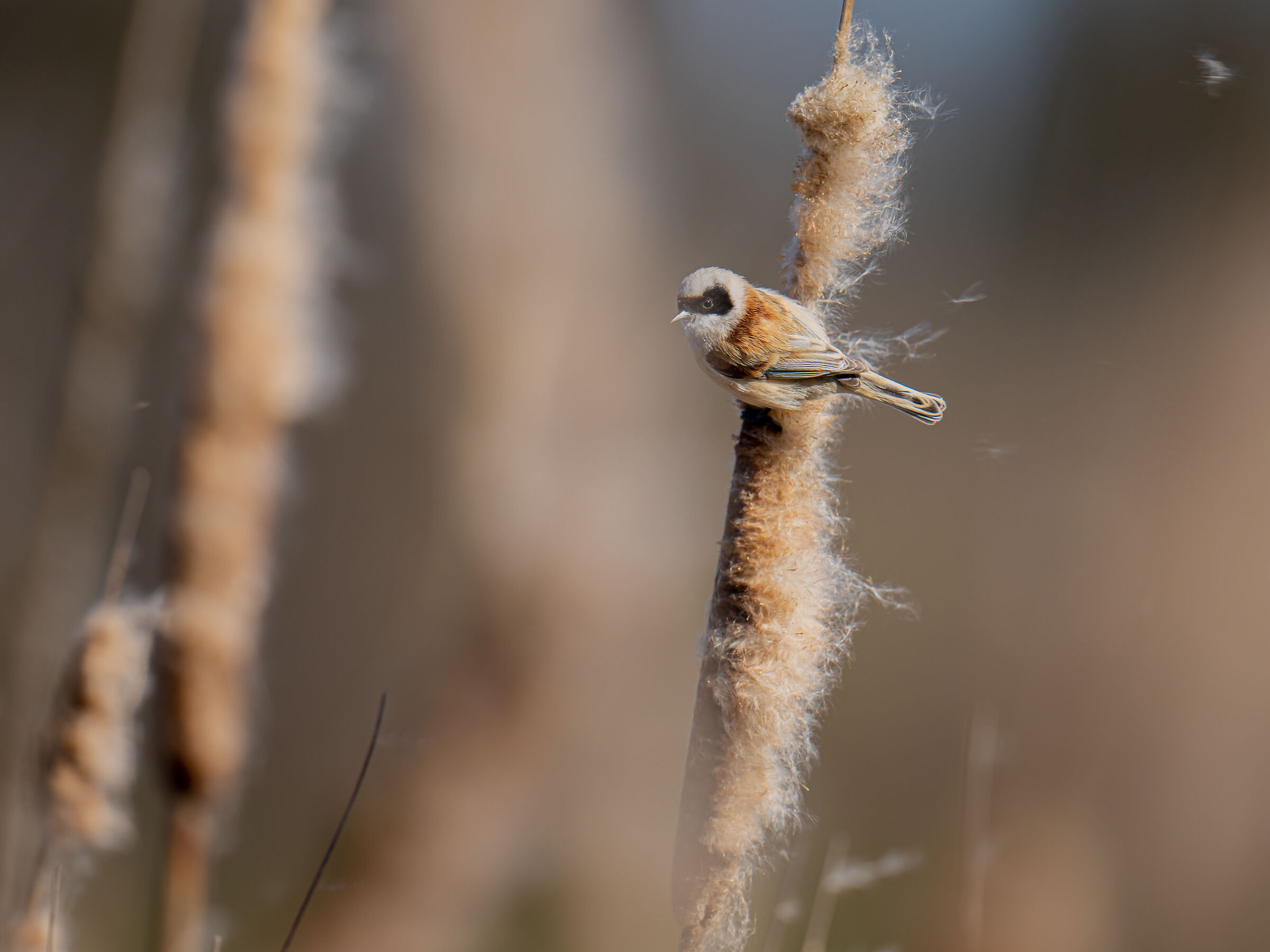 stoic pendulum against strong gust of wind