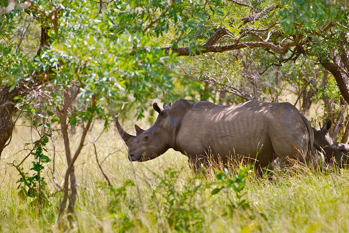 Rinoceronte / Ceratotherium simum