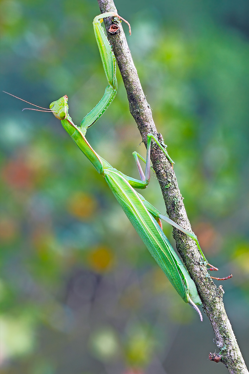 Mantis religiosa