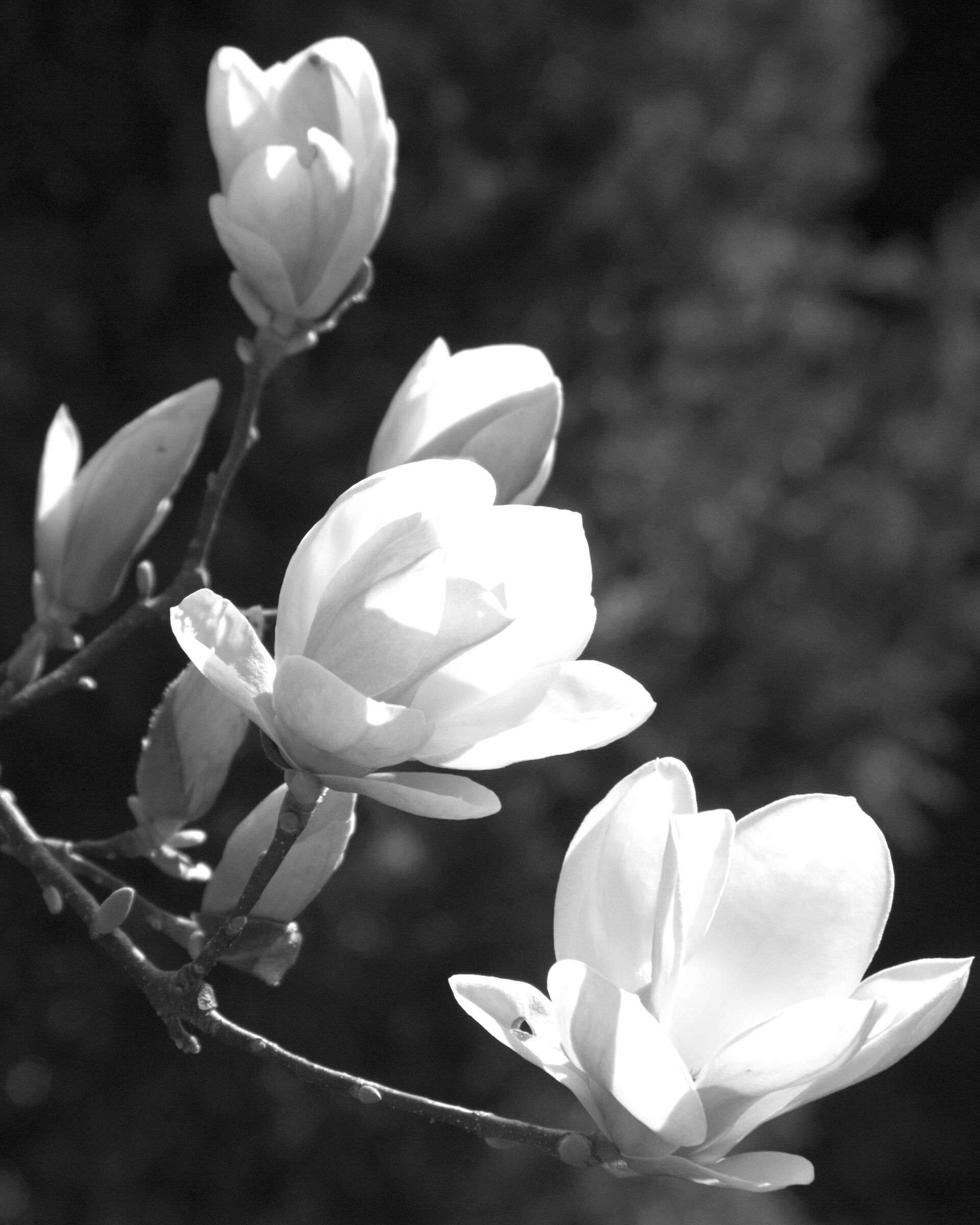 Fiori di magnolia B/W
