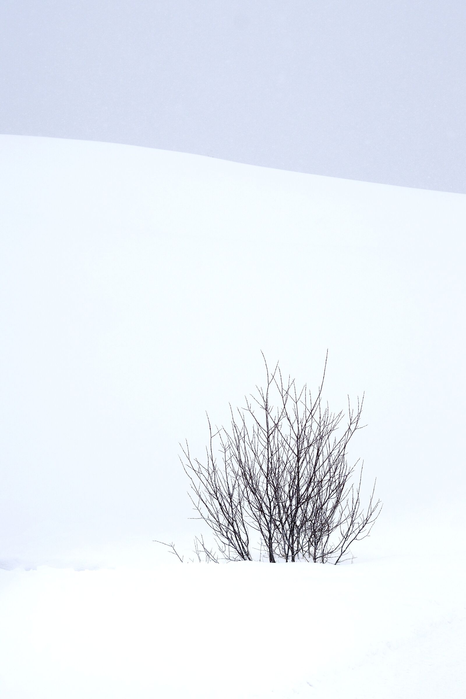 Neve, cielo e pianta