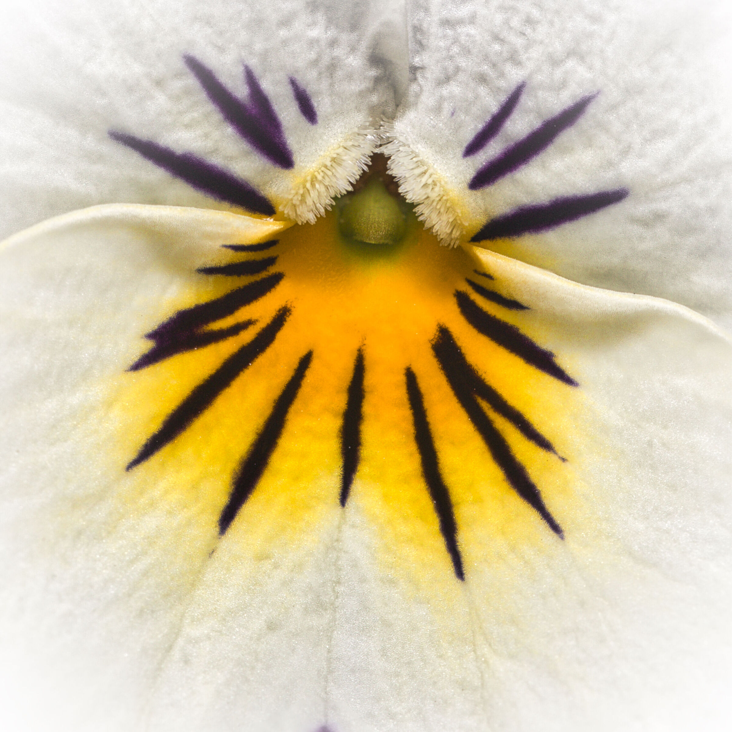 White purple