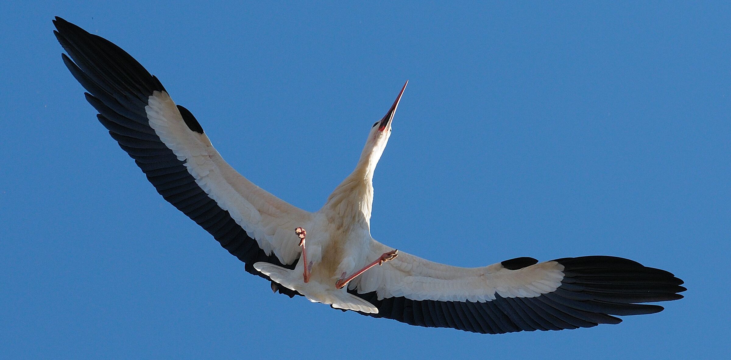 Stork