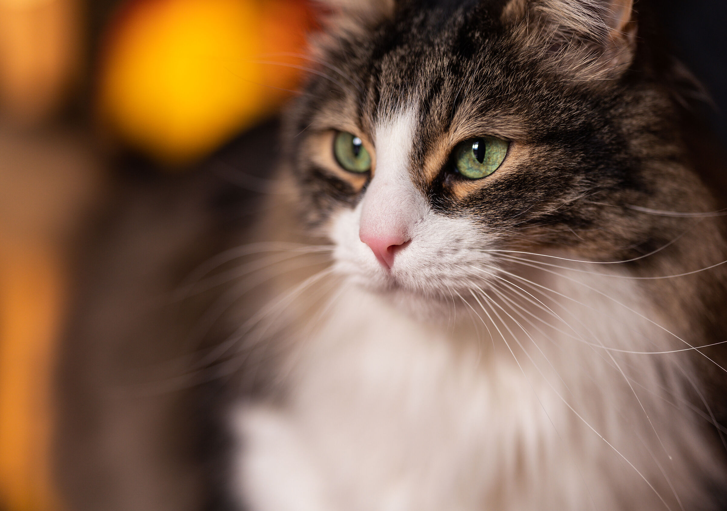 The smallest feline is a masterpiece