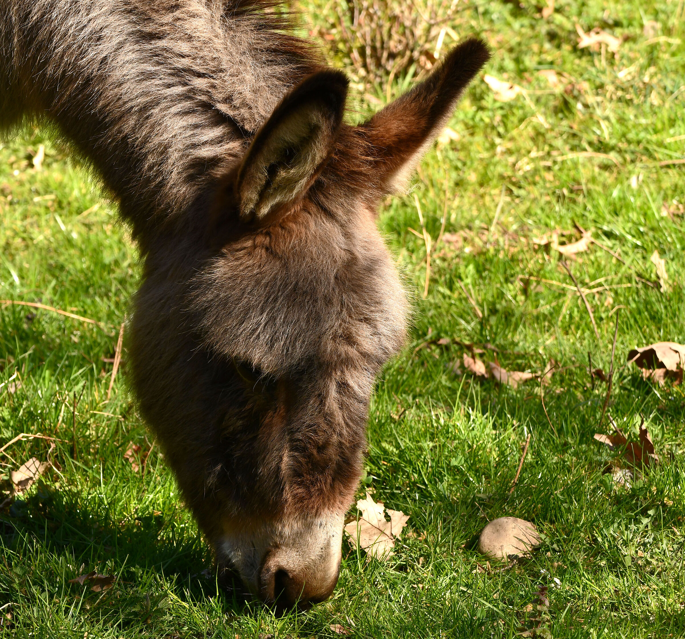 La mascotte di Cascina Emanuela