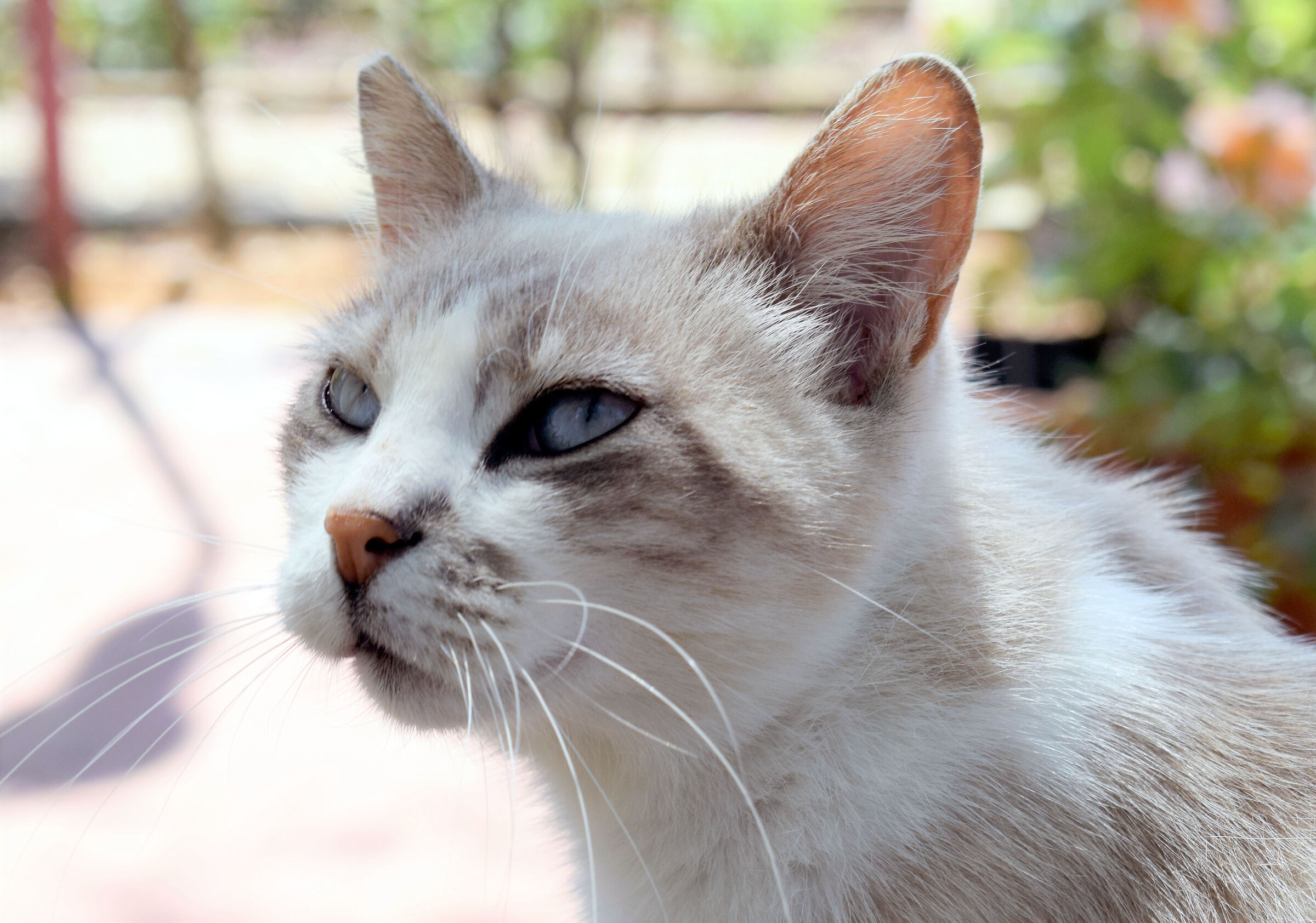 Gli occhi dei gatti......