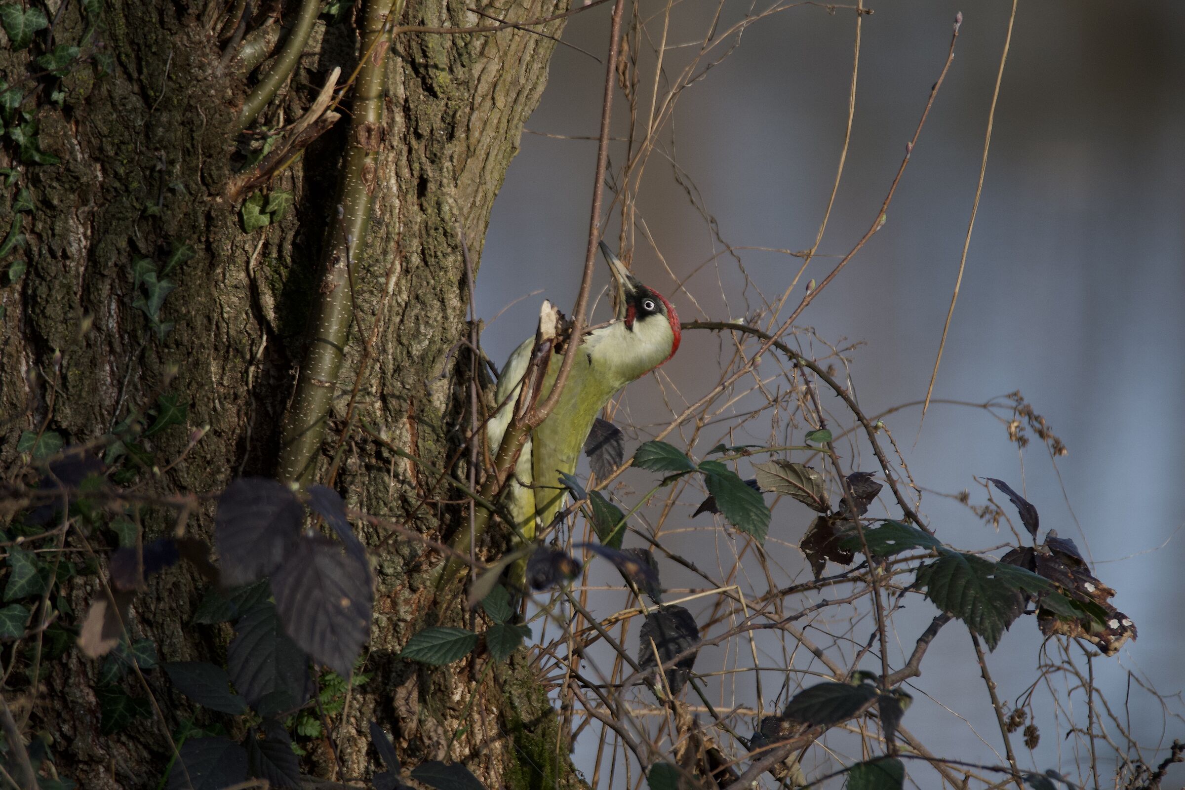 Green woodpecker