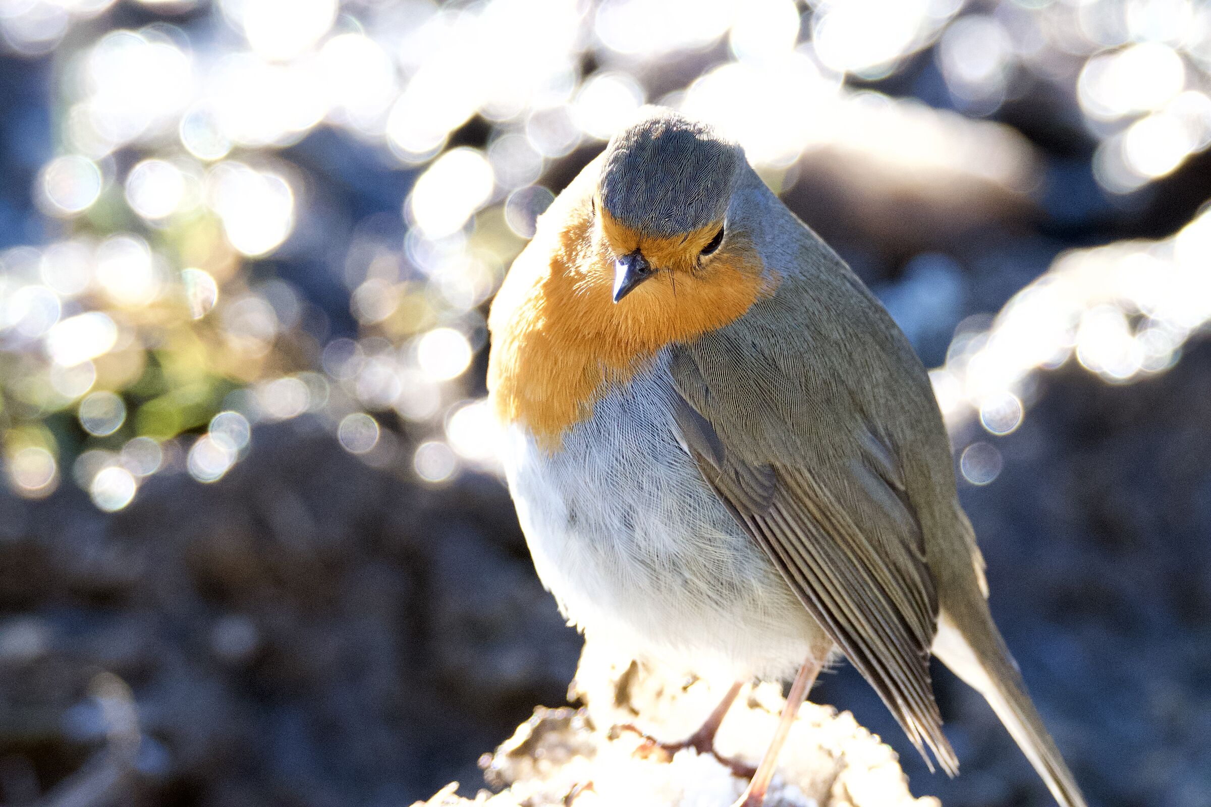 Pertirosso - Wikipedia