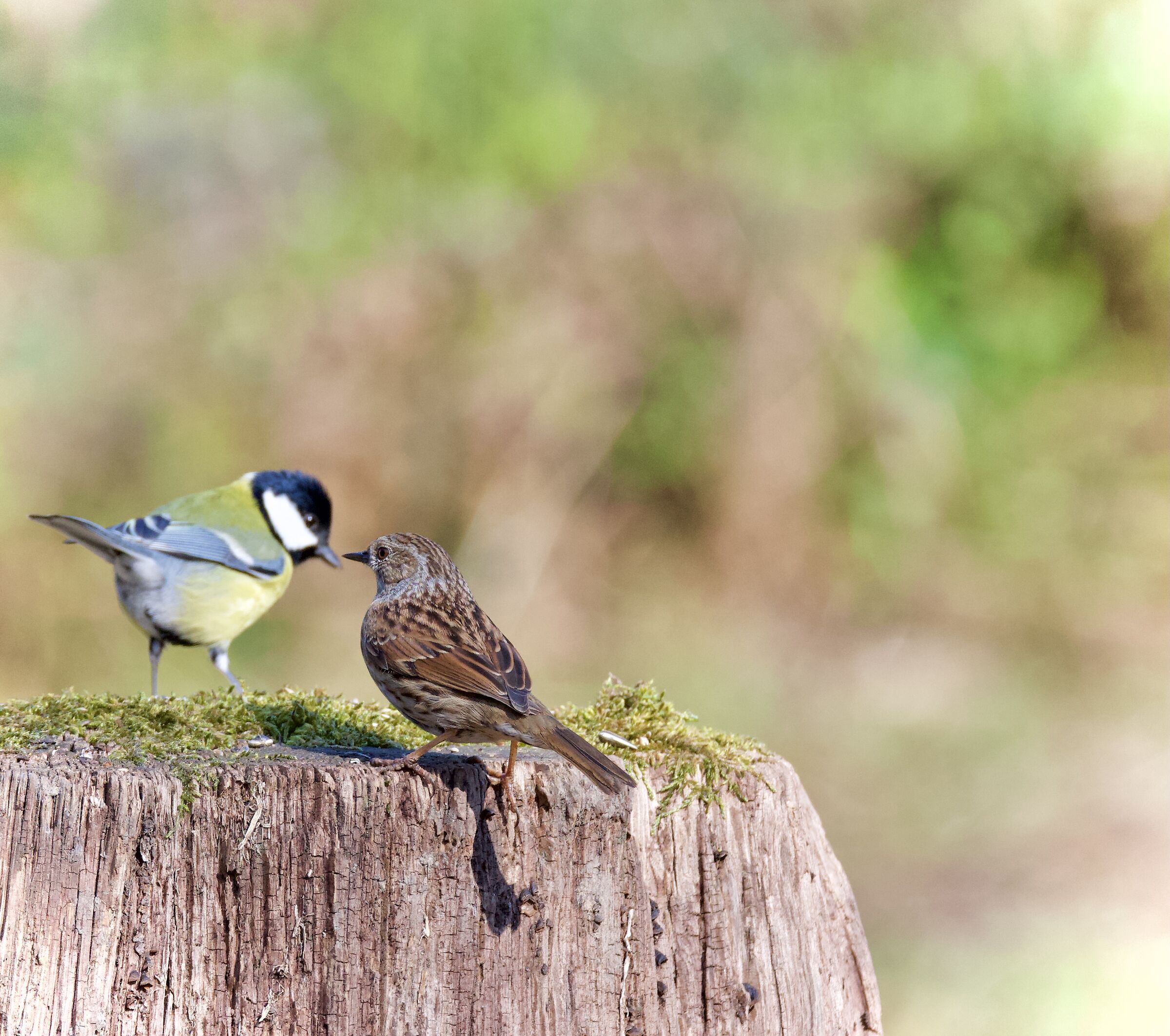 Cinciallegra with will pass scopaiola